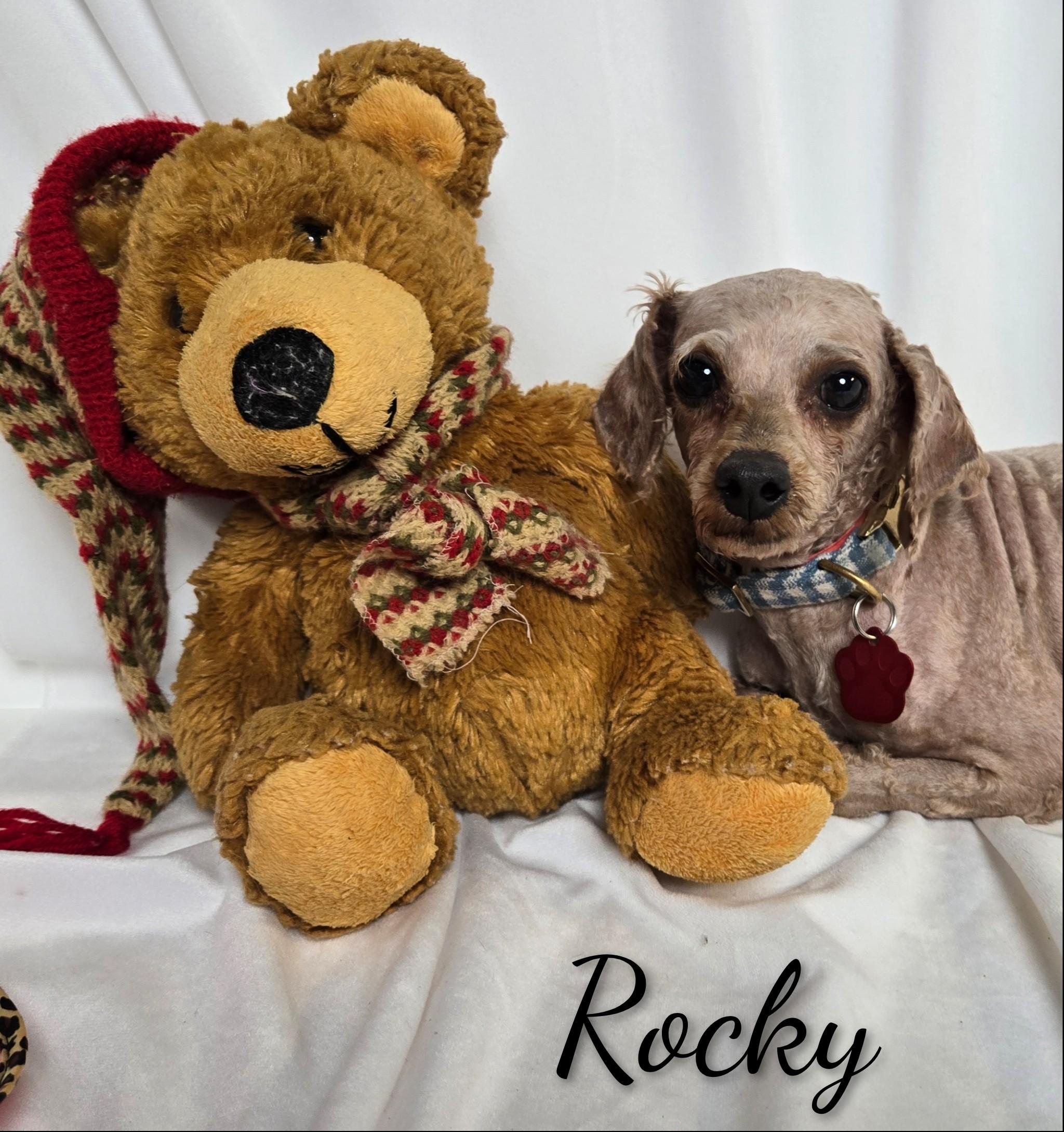 Enlarge Rocky, an adoptable Miniature Poodle in Fredericksburg, VA image 3/6