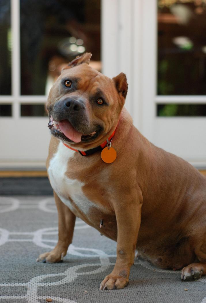 Rosa, Adoptable, Adult Female Pit Bull Terrier.