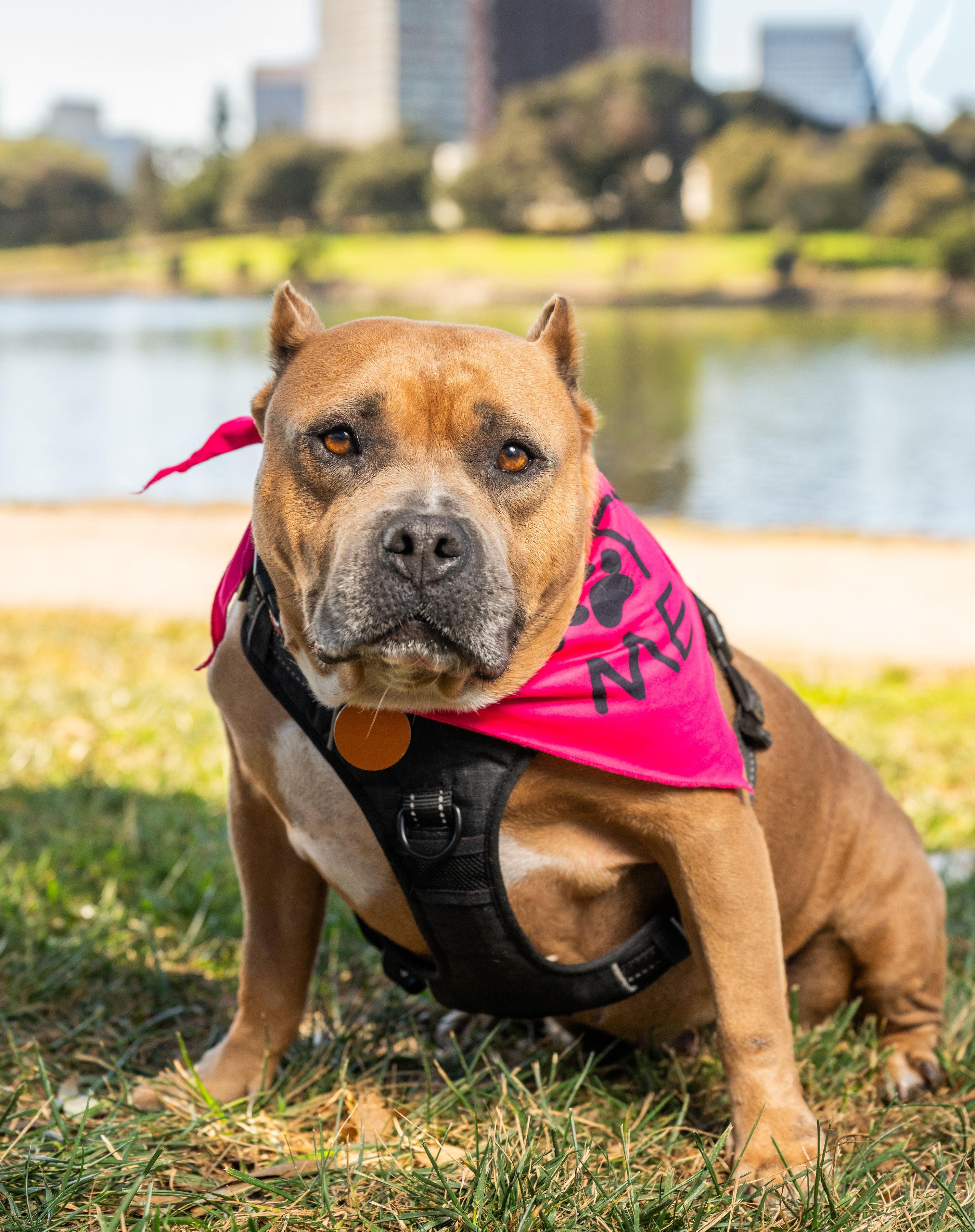 Enlarge Rosa, a Adoptable Pit Bull Terrier in Oakland, CA image 4/6