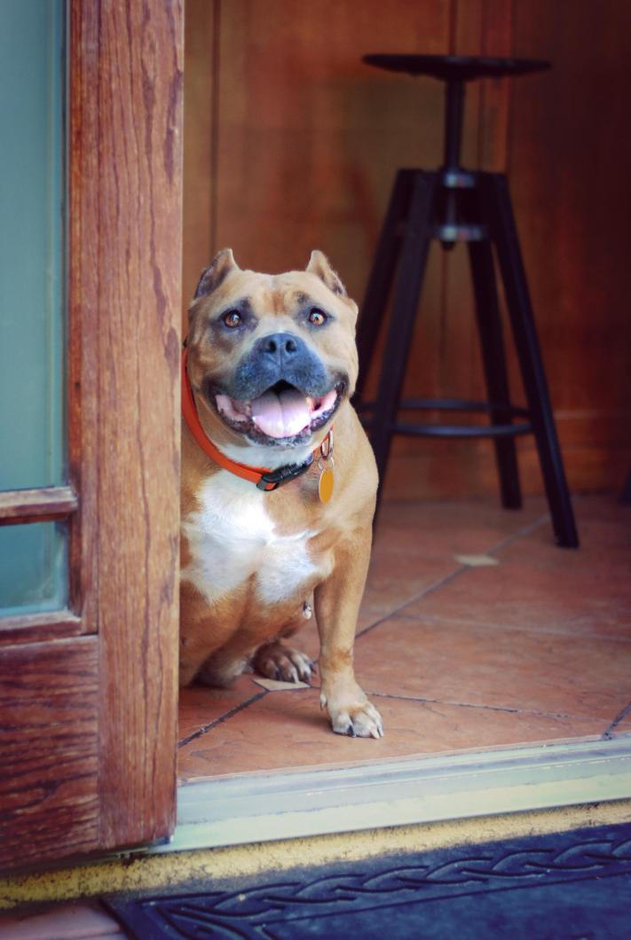 Enlarge Rosa, a Adoptable Pit Bull Terrier in Oakland, CA image 5/6