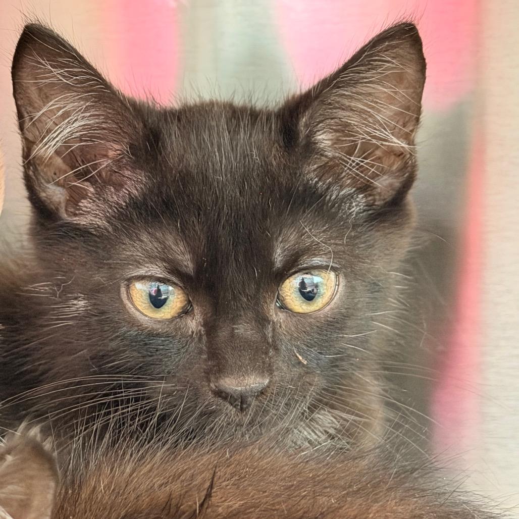Potato, Adoptable, Kitten Male Domestic Short Hair & Domestic Short Hair.