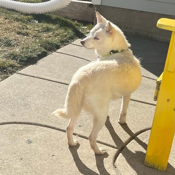 Yuki, Adoptable, Senior Female Shiba Inu.