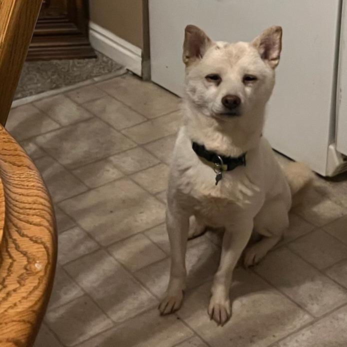 Enlarge Yuki, a Adoptable Shiba Inu in Murray, UT image 2/5