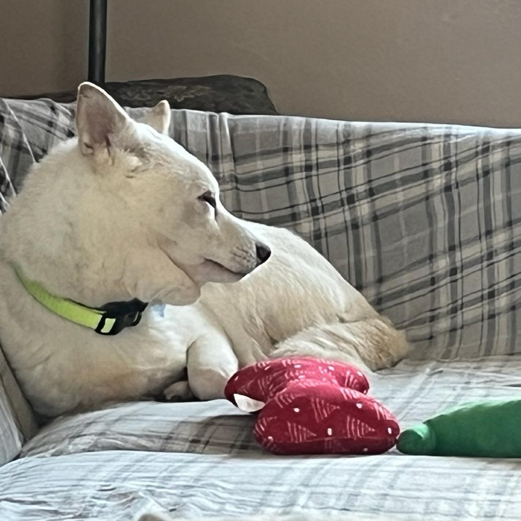 Enlarge Yuki, a Adoptable Shiba Inu in Murray, UT image 3/5