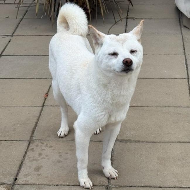 Enlarge Yuki, a Adoptable Shiba Inu in Murray, UT image 5/5