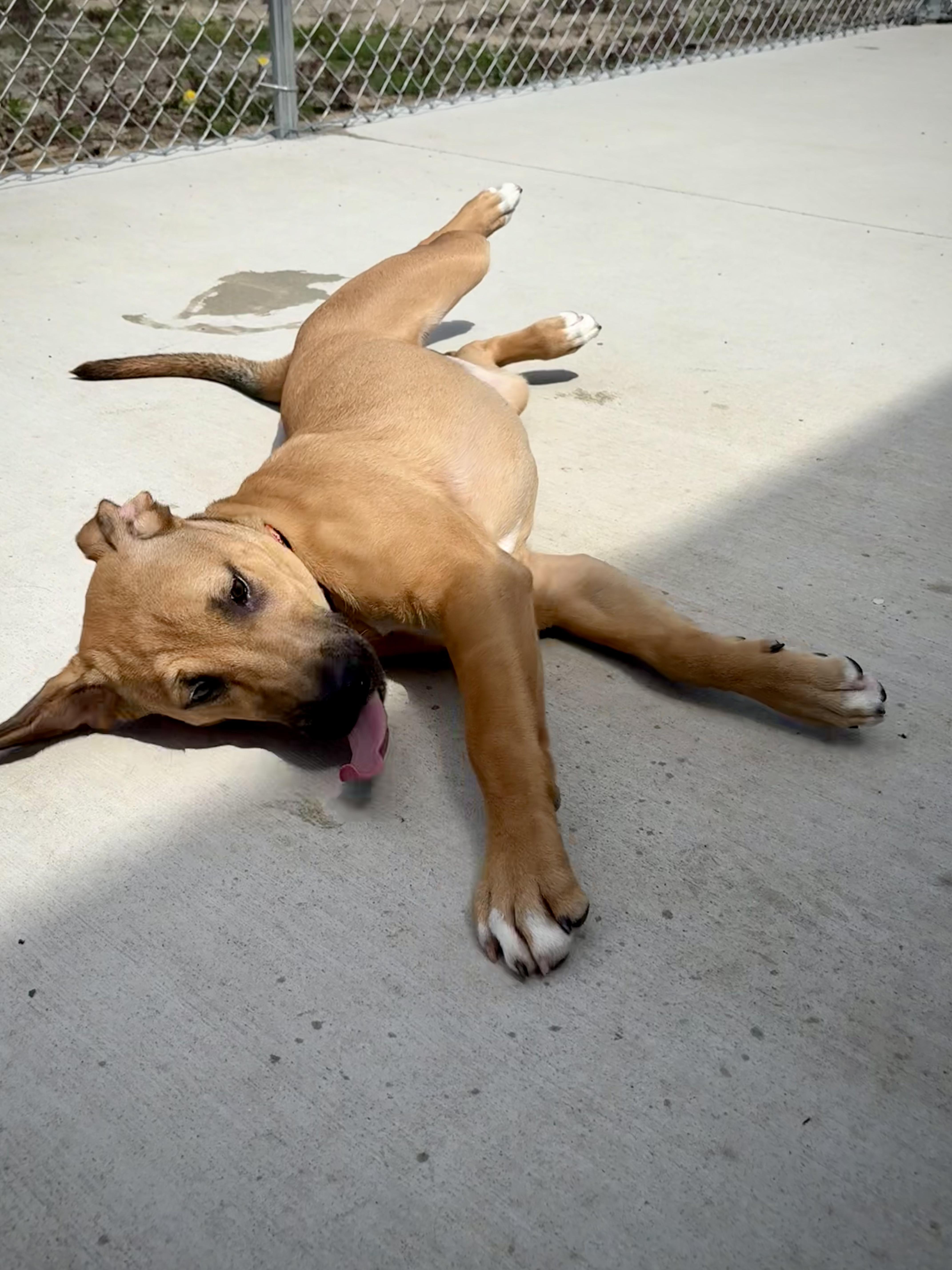 Flip, a ADOPTABLE mixed breed in Kalamazoo, MI image 6/6
