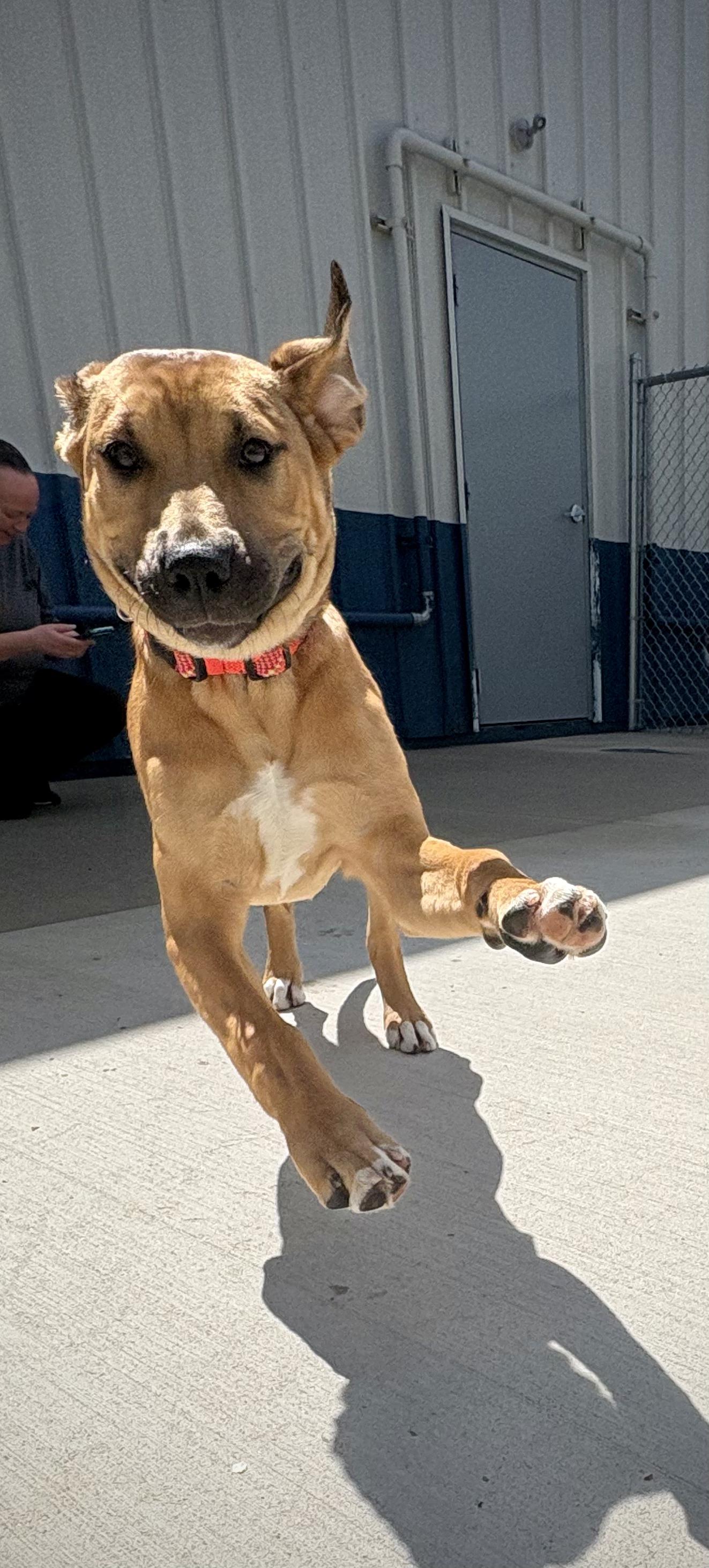 Flip, a ADOPTABLE mixed breed in Kalamazoo, MI image 3/6