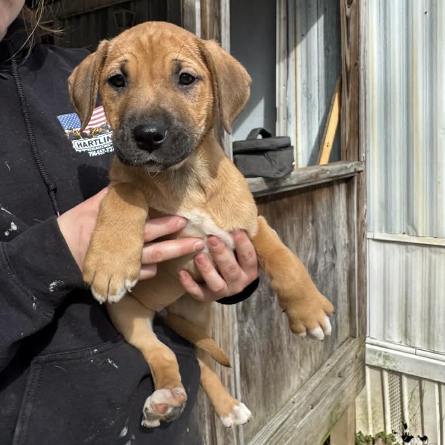 Enlarge Flip, a ADOPTABLE mixed breed in Kalamazoo, MI image 1/1