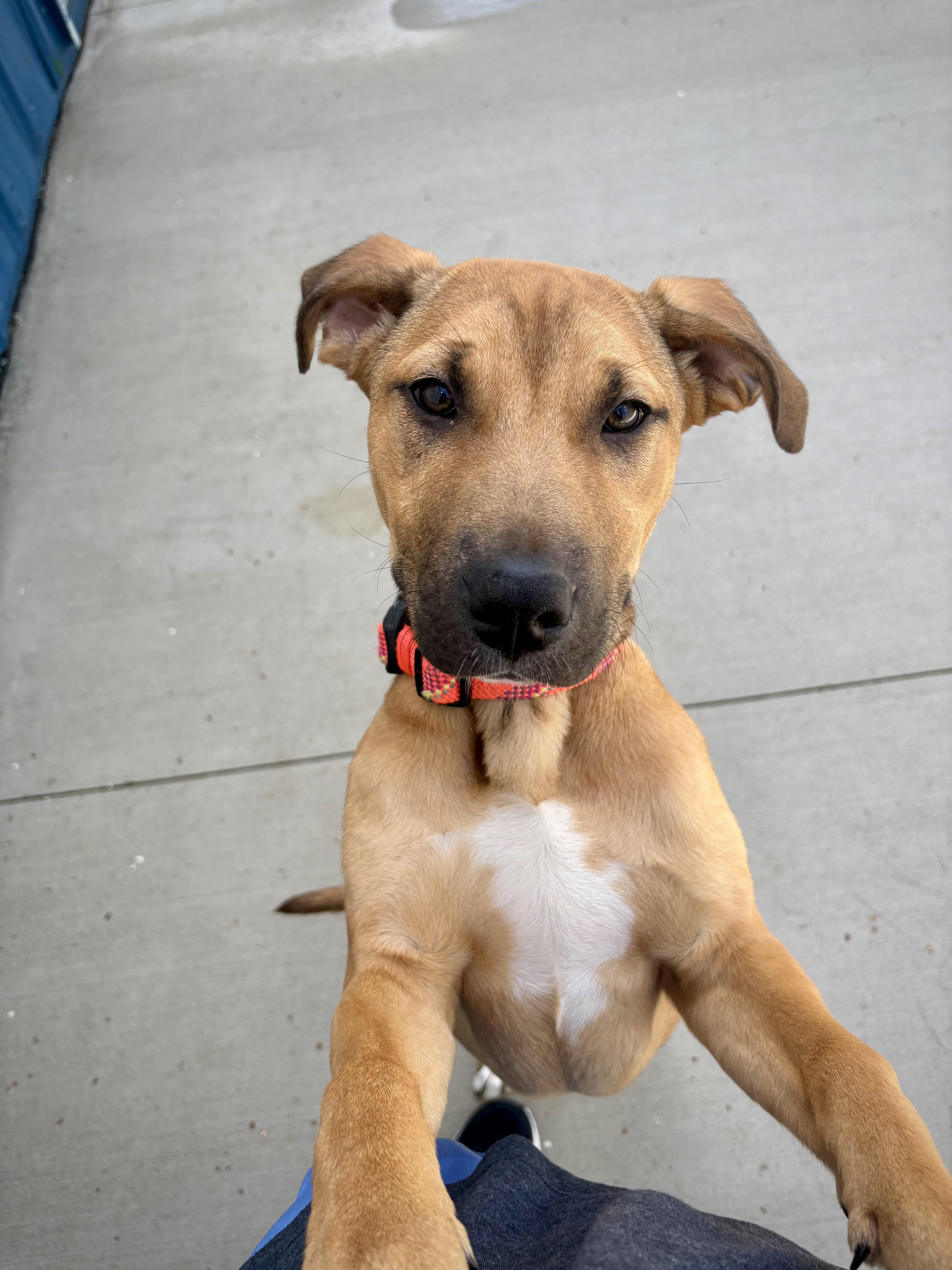 Flip, a ADOPTABLE mixed breed in Kalamazoo, MI image 5/6