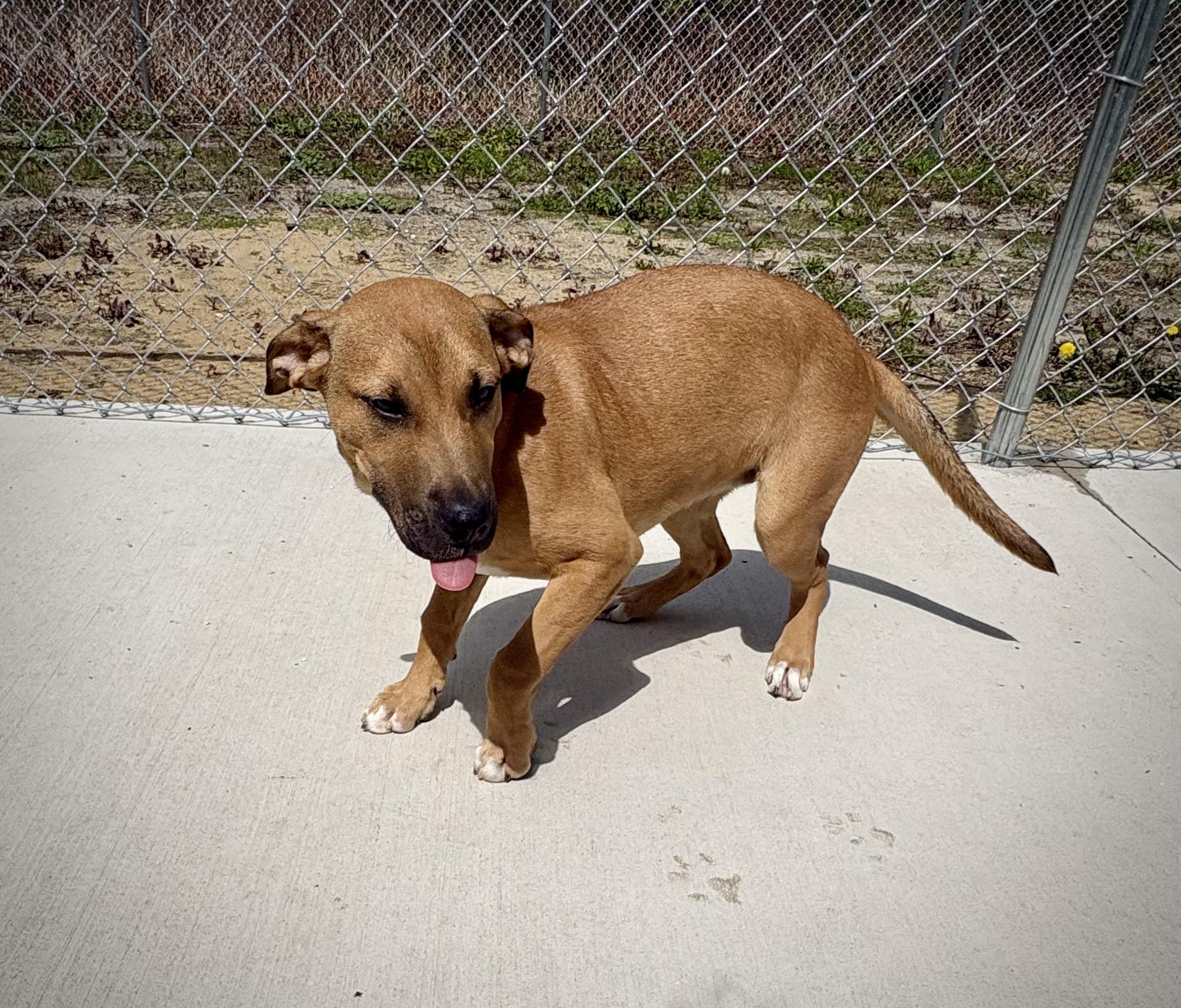 Flip, a ADOPTABLE mixed breed in Kalamazoo, MI image 2/6