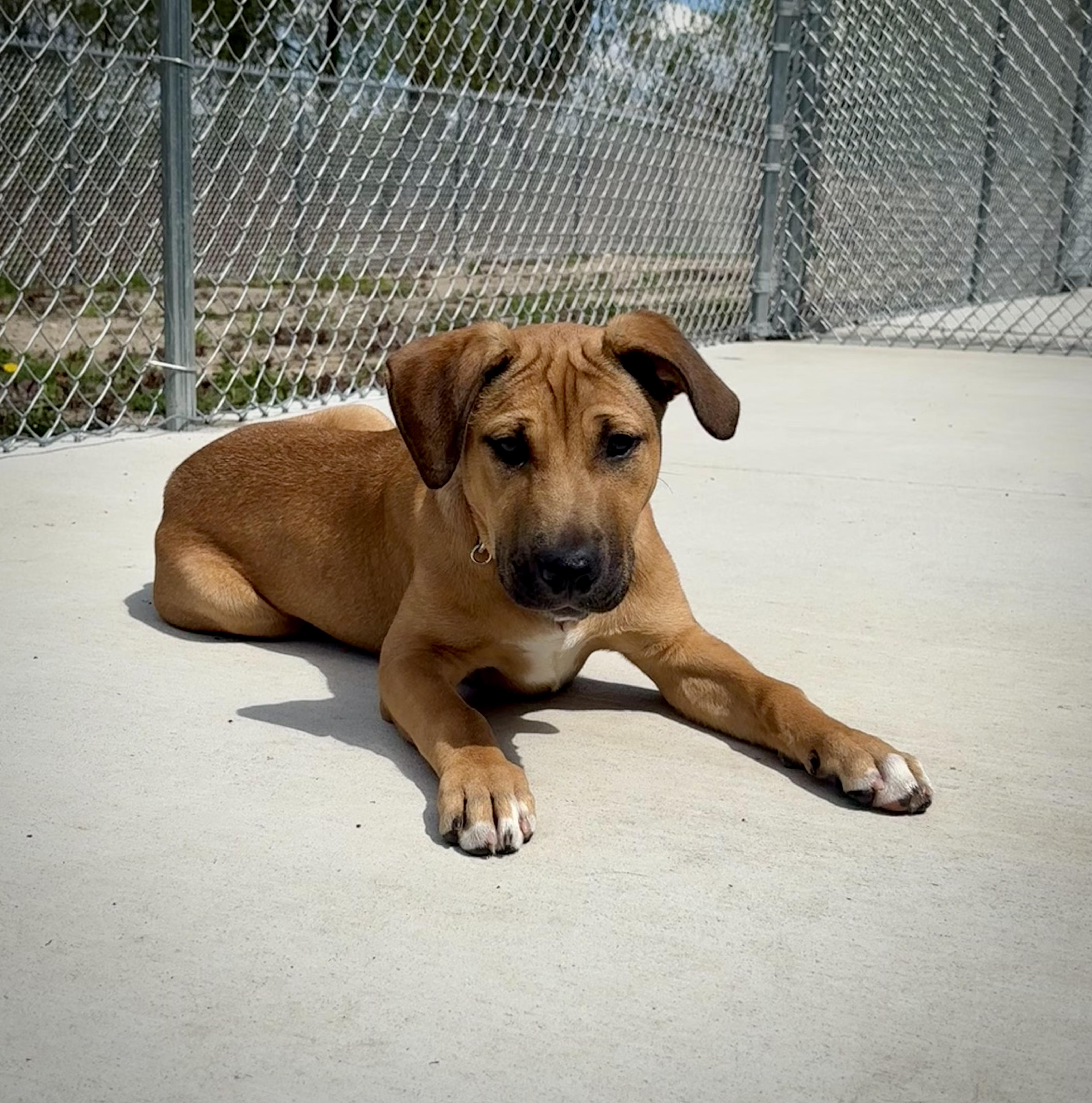 Flip, a ADOPTABLE mixed breed in Kalamazoo, MI image 4/6