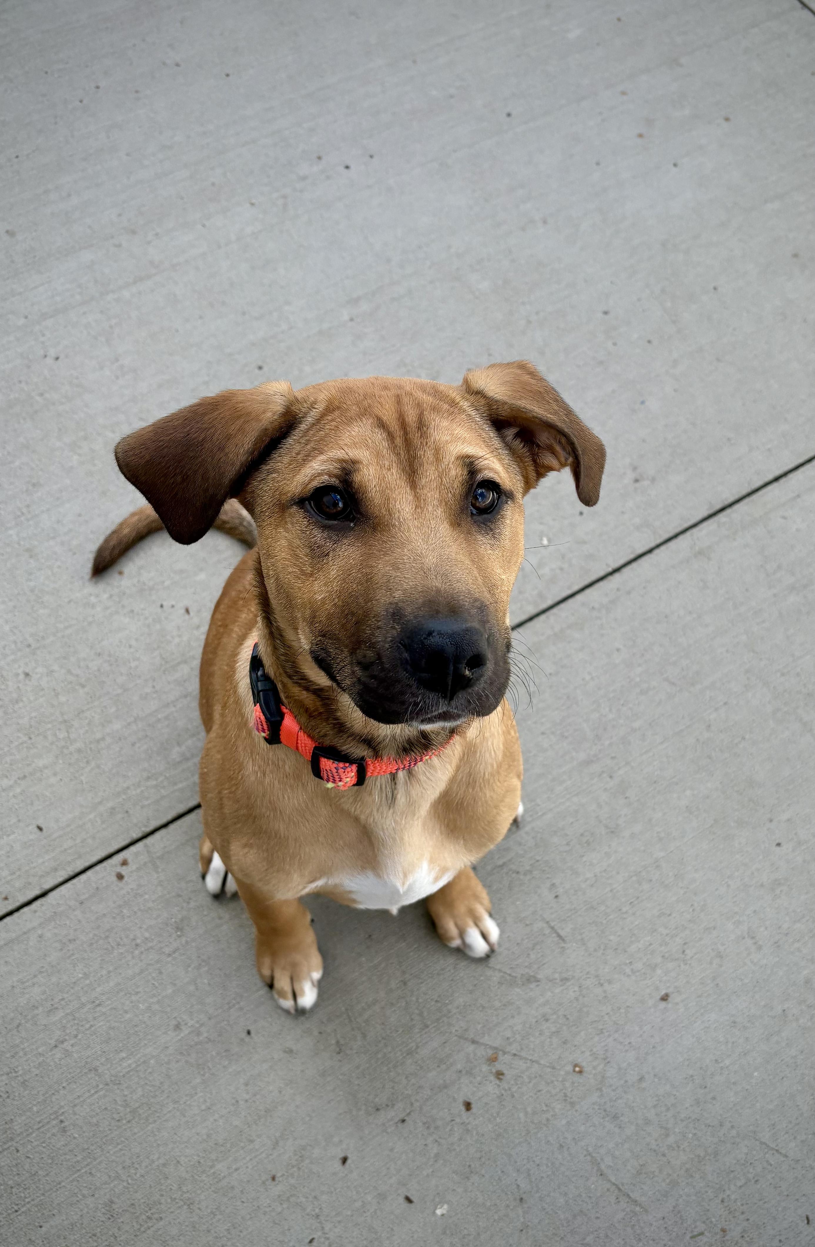 Flip, ADOPTABLE, Puppy Female Terrier.