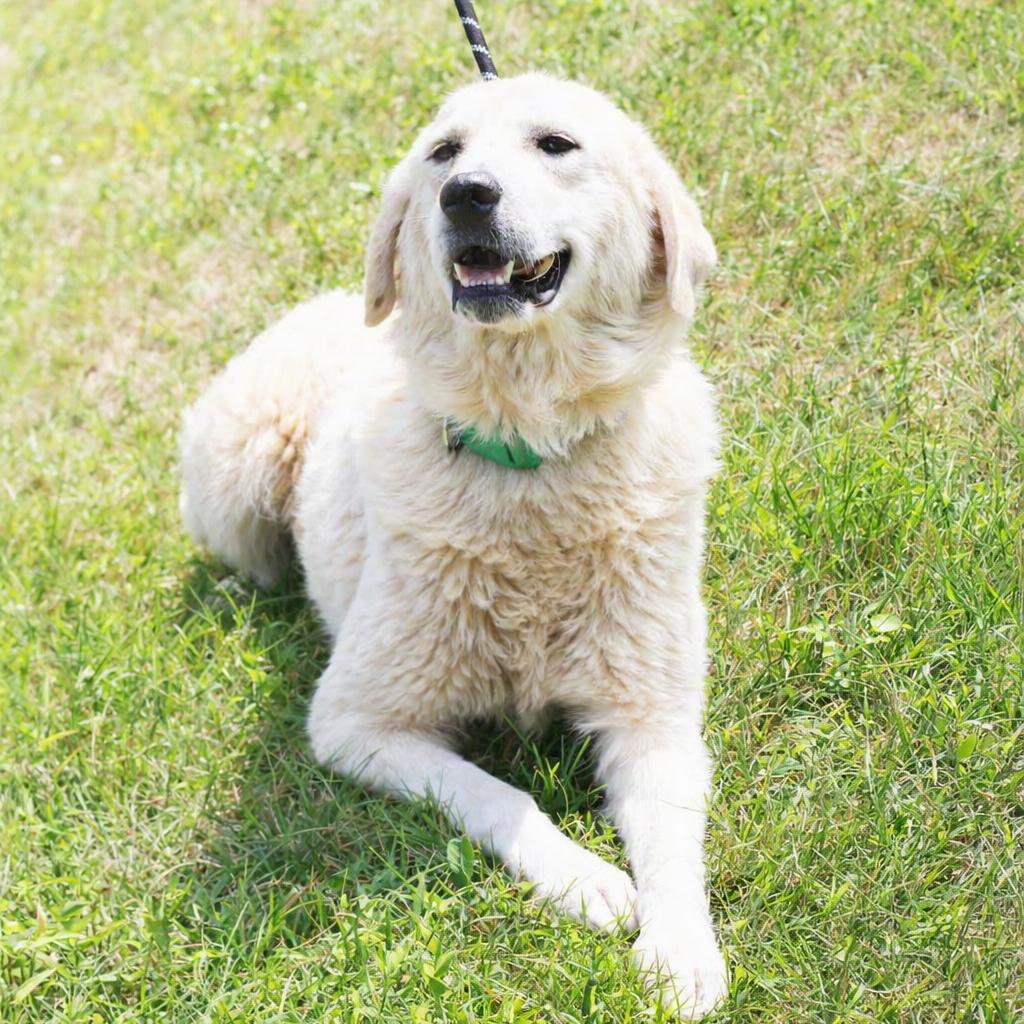 CT Summer, Adoptable, Young Female Great Pyrenees & Mixed Breed.
