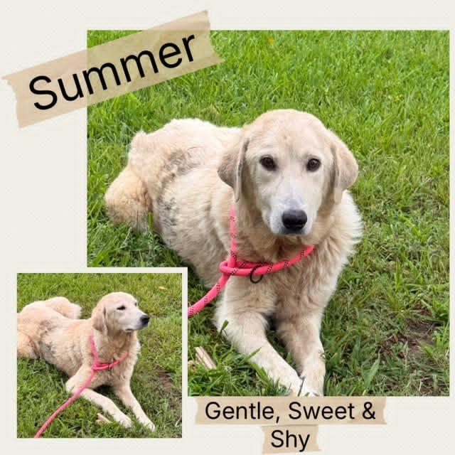 CT Summer, a Adoptable mixed breed in Stormville, NY image 2/3