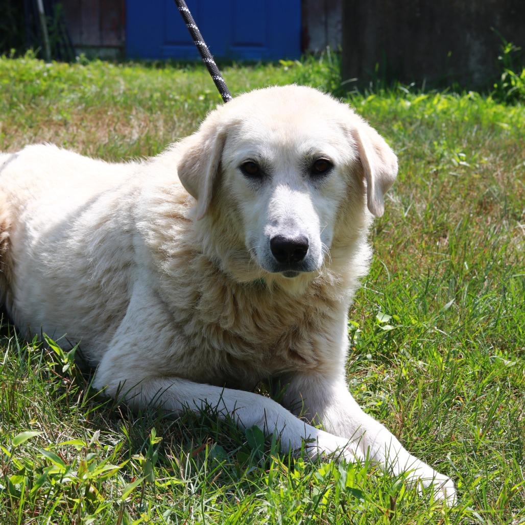 CT Summer, a Adoptable mixed breed in Stormville, NY image 3/3