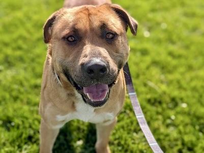 Enlarge BODE, a Adoptable Pit Bull Terrier in Martinez, CA image 1/1