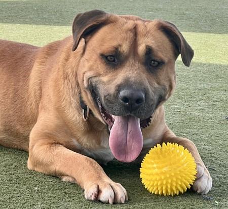 BODE, Adoptable, Adult Male Pit Bull Terrier.