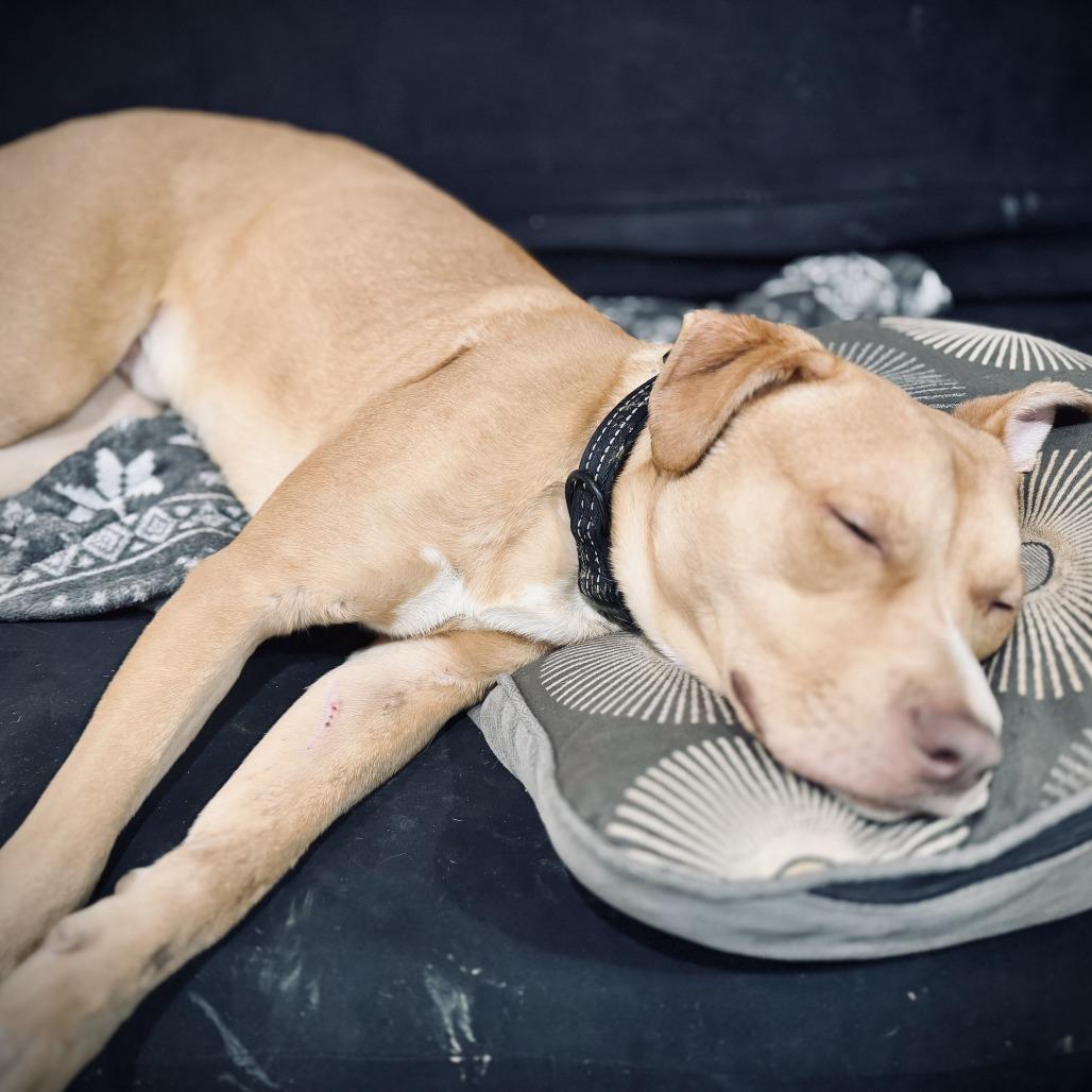 Enlarge Ranger, a Adoptable Mixed Breed in Jeffersonville, IN image 1/6