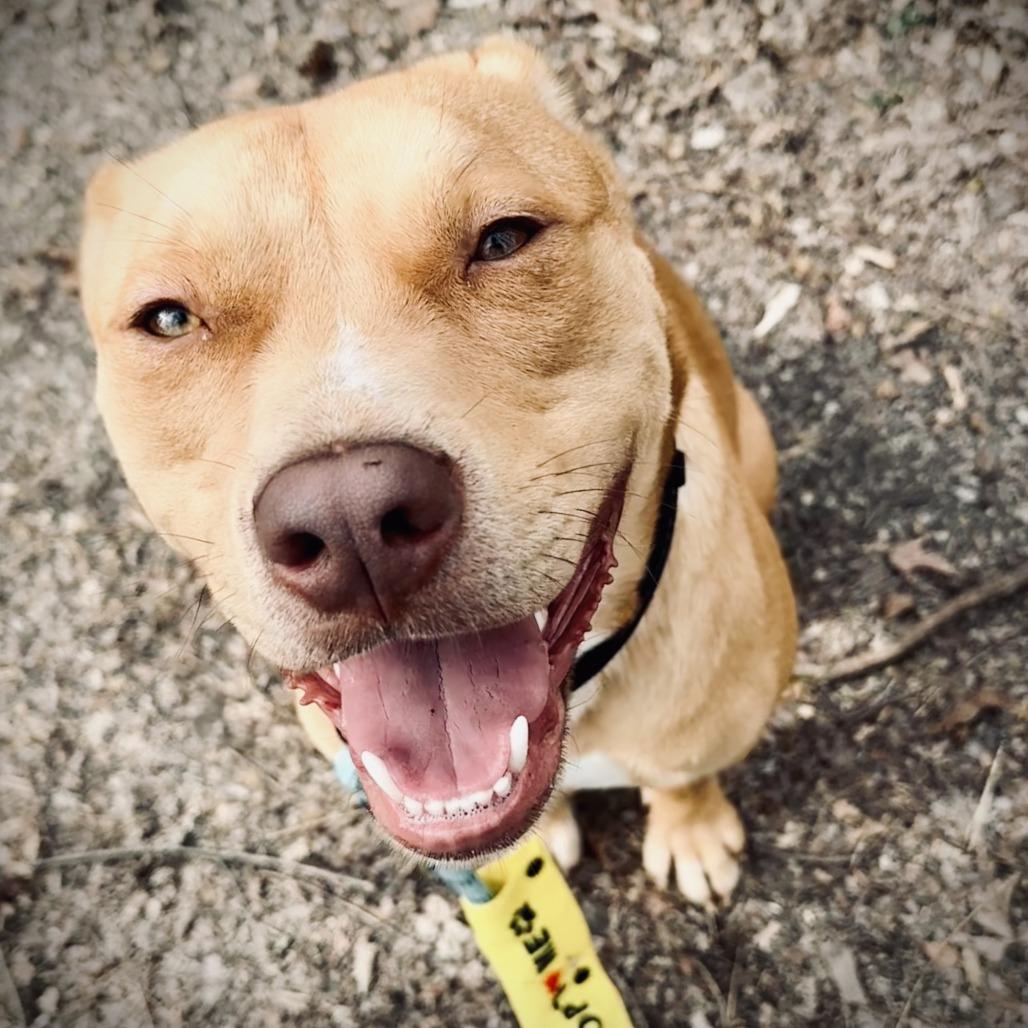 Enlarge Ranger, a Adoptable Mixed Breed in Jeffersonville, IN image 2/6