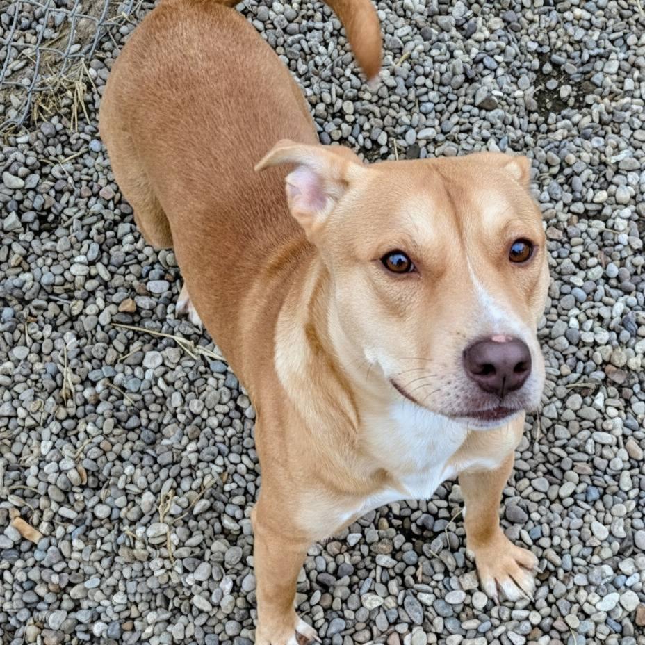 Enlarge Ranger, a Adoptable Mixed Breed in Jeffersonville, IN image 3/6