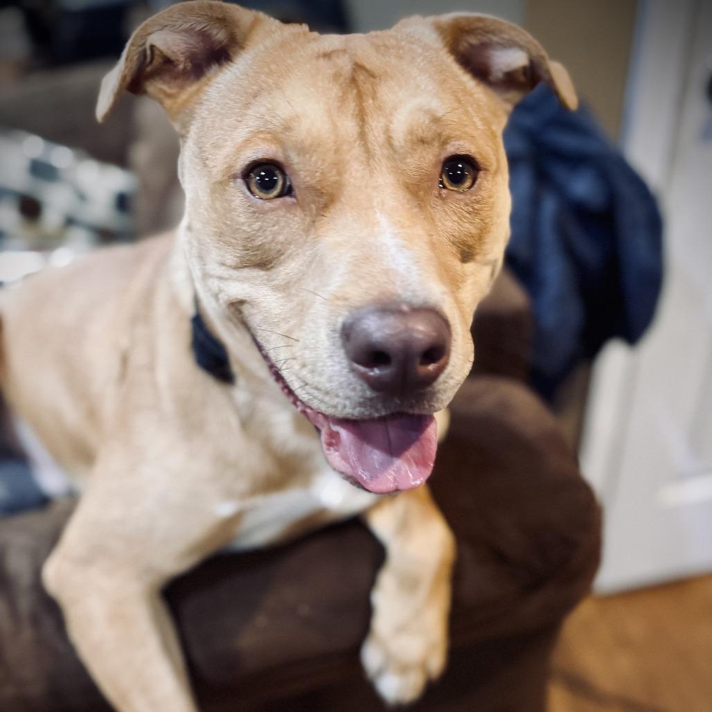 Enlarge Ranger, a Adoptable Mixed Breed in Jeffersonville, IN image 4/6