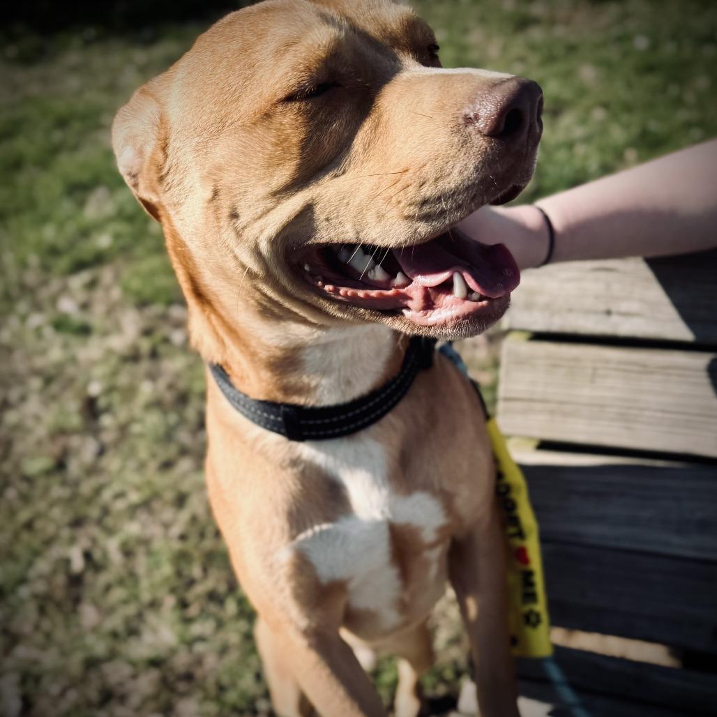 Enlarge Ranger, a Adoptable Mixed Breed in Jeffersonville, IN image 6/6