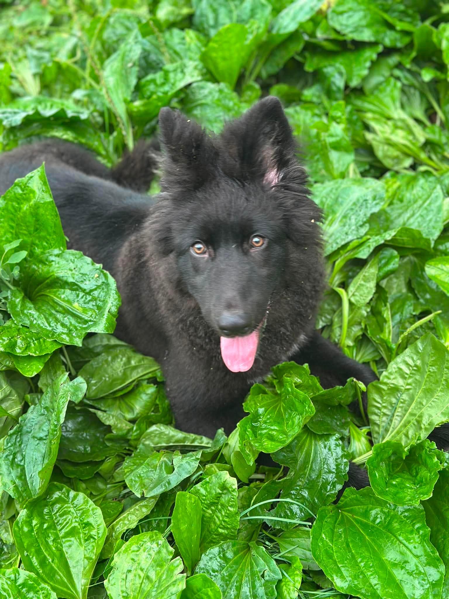Dakota Rose, Adopted, Young Female Belgian Shepherd / Sheepdog & German Shepherd Dog.