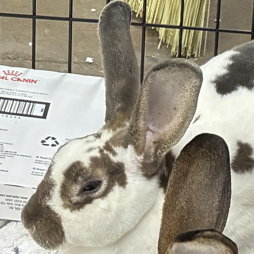 Enlarge 72625, a Adoptable Rex in Harrisonburg, VA image 1/1