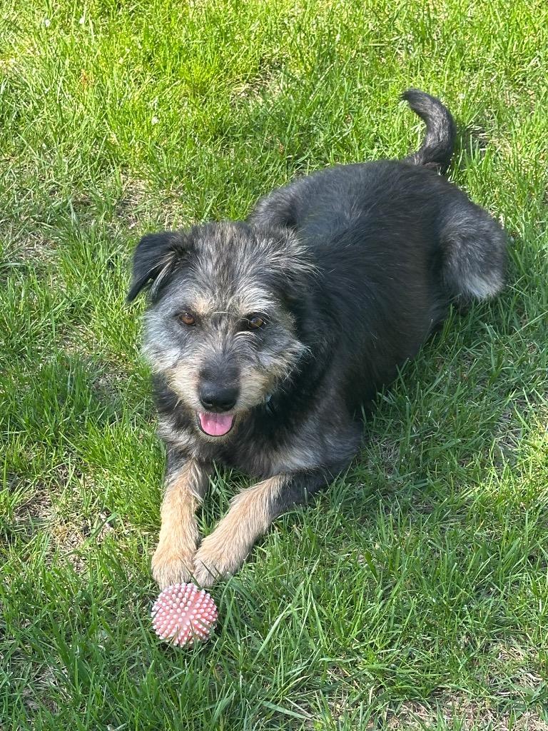 Susie, Adoptable, Adult Female Schnauzer & Terrier.