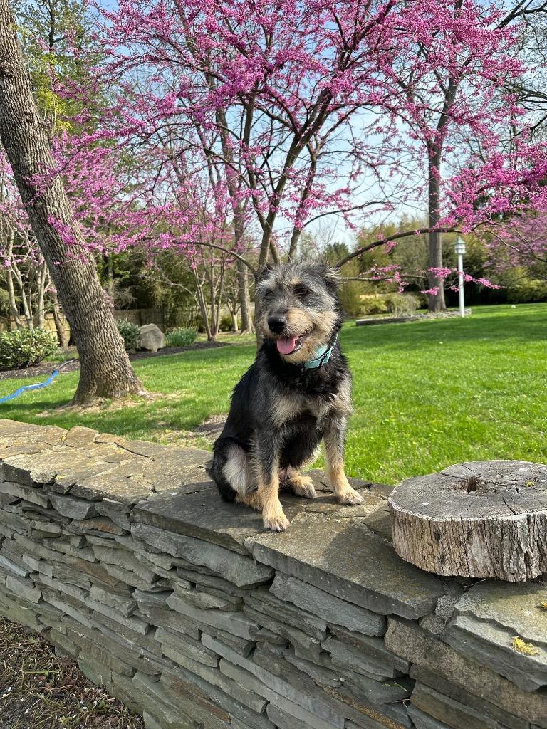 Enlarge Susie, a Adoptable mixed breed in Ewing, NJ image 2/4