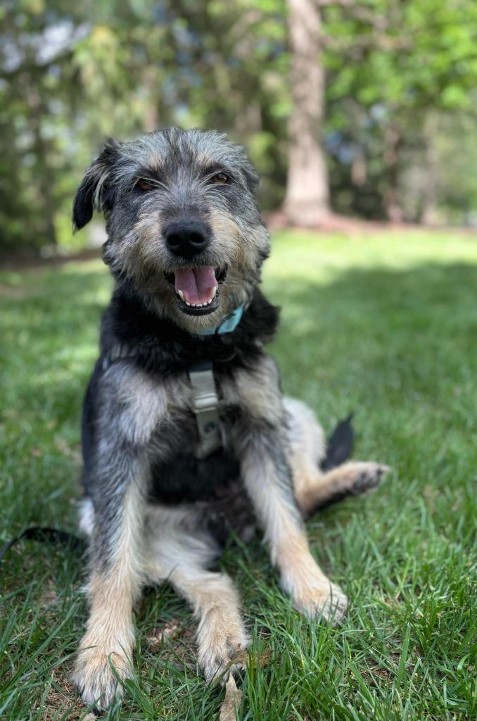 Enlarge Susie, a Adoptable mixed breed in Ewing, NJ image 3/4