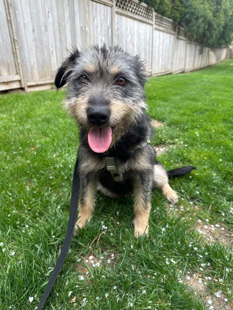 Enlarge Susie, a Adoptable mixed breed in Ewing, NJ image 4/4