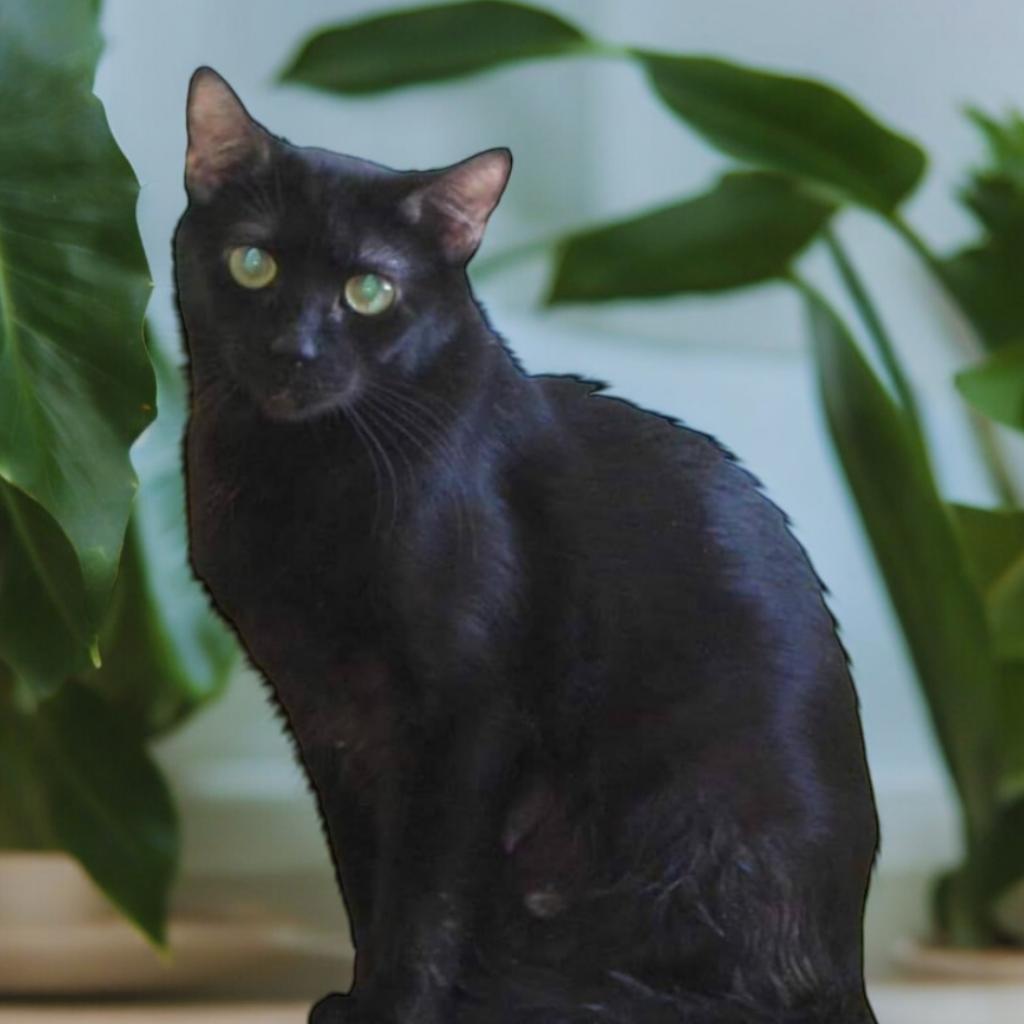 Ebony, Adoptable, Adult Female Domestic Short Hair.