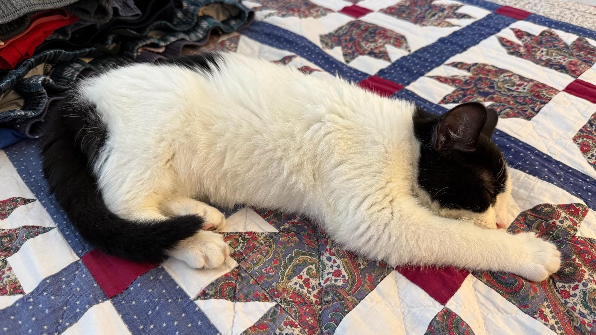 Enlarge Axel, a ADOPTABLE Domestic Short Hair in Ellicott City, MD image 3/6