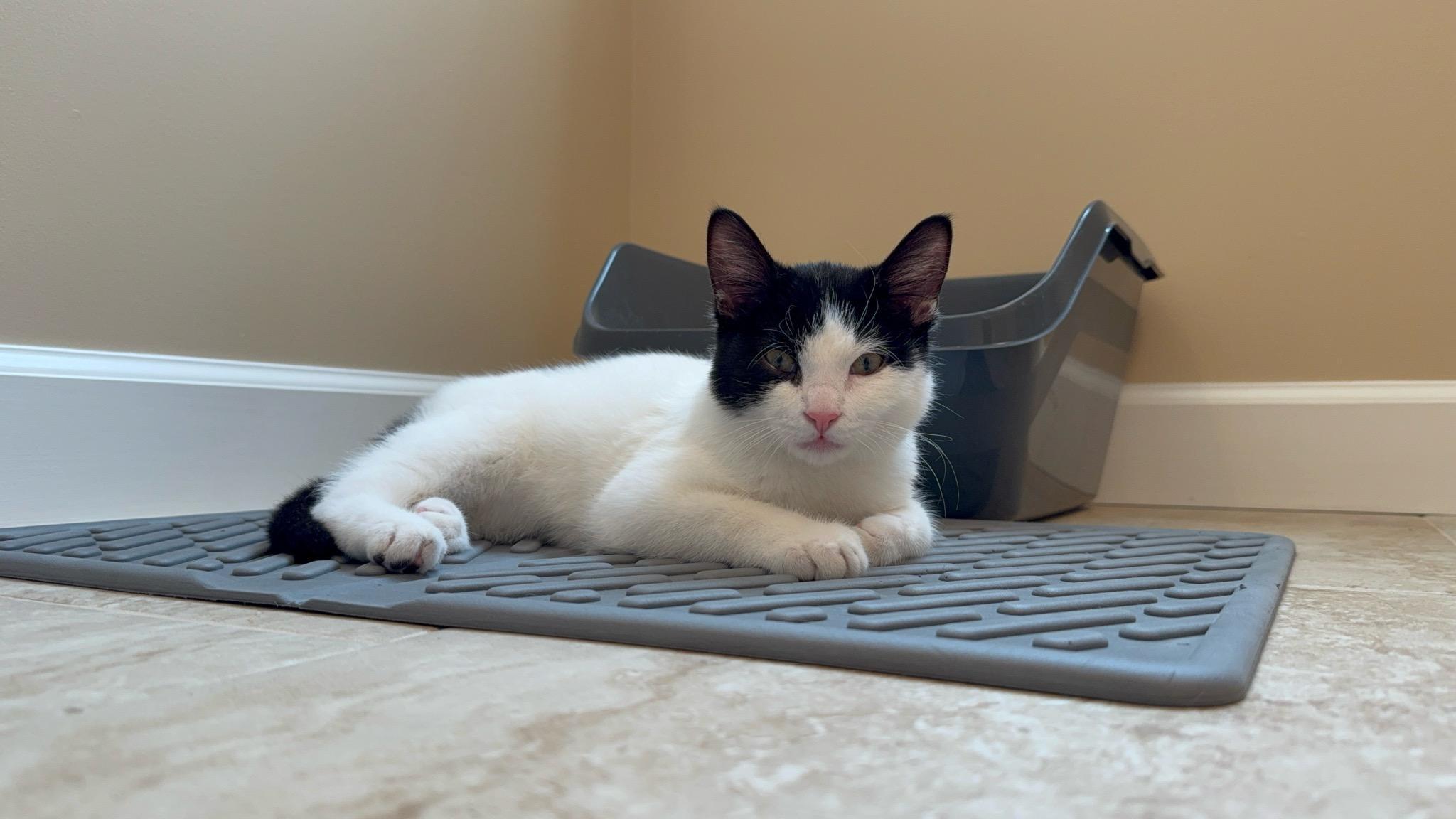 Enlarge Axel & Dotz in foster care, a ADOPTABLE Domestic Short Hair in Ellicott City, MD image 4/6