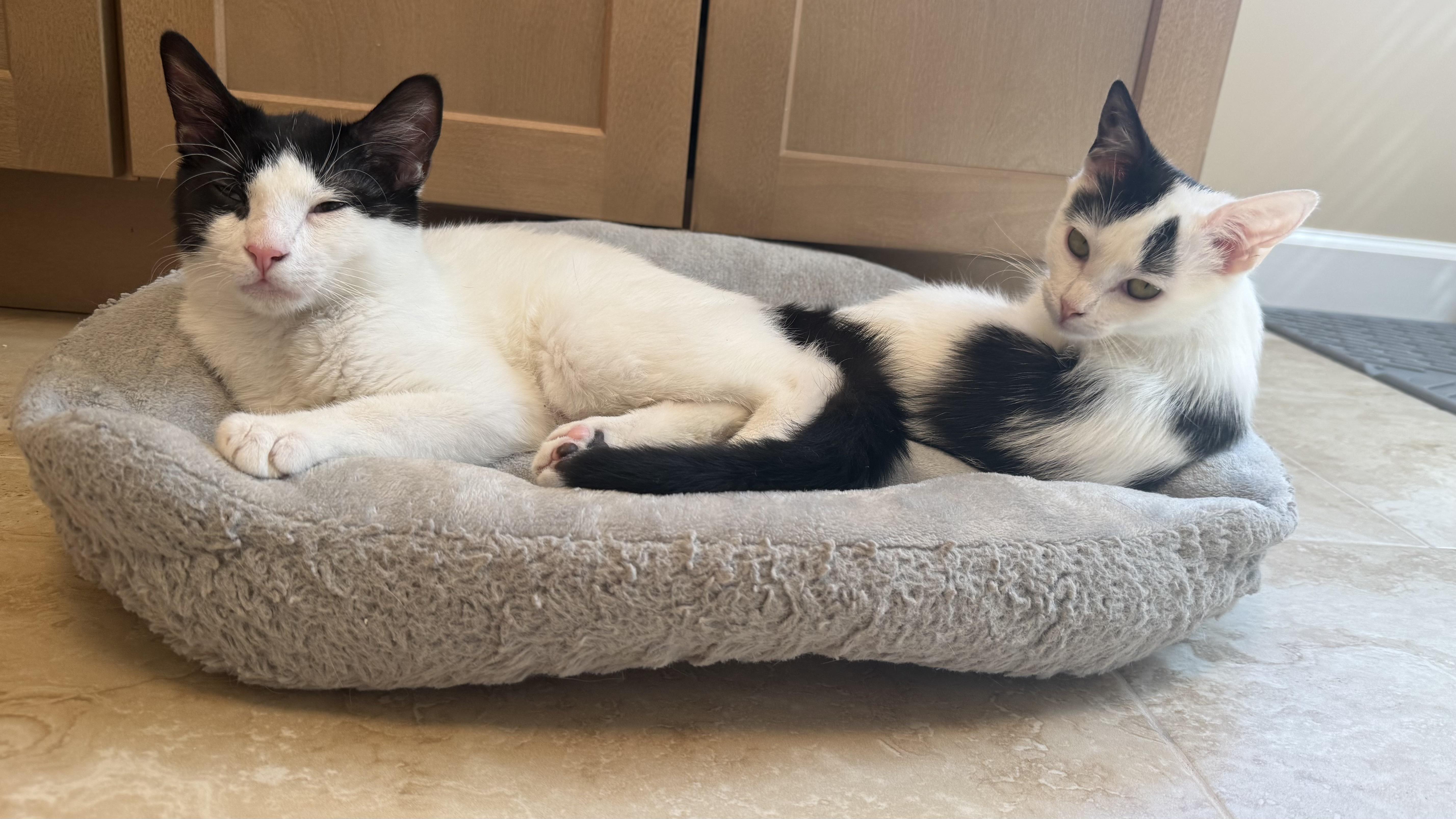 Axel & Dotz in foster care, ADOPTABLE, Kitten Male Domestic Short Hair.