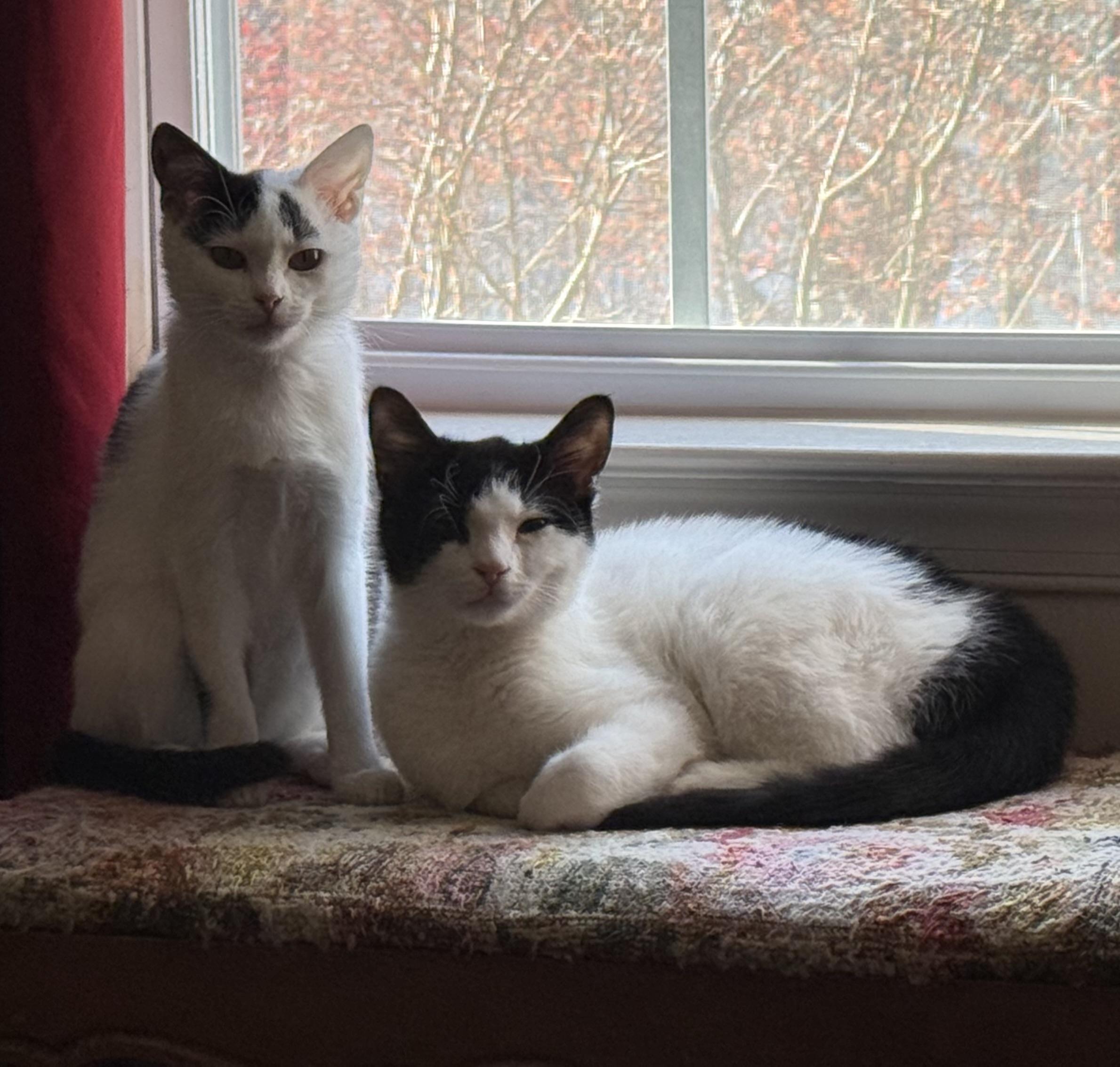 Enlarge Axel & Dotz in foster care, a ADOPTABLE Domestic Short Hair in Ellicott City, MD image 2/6