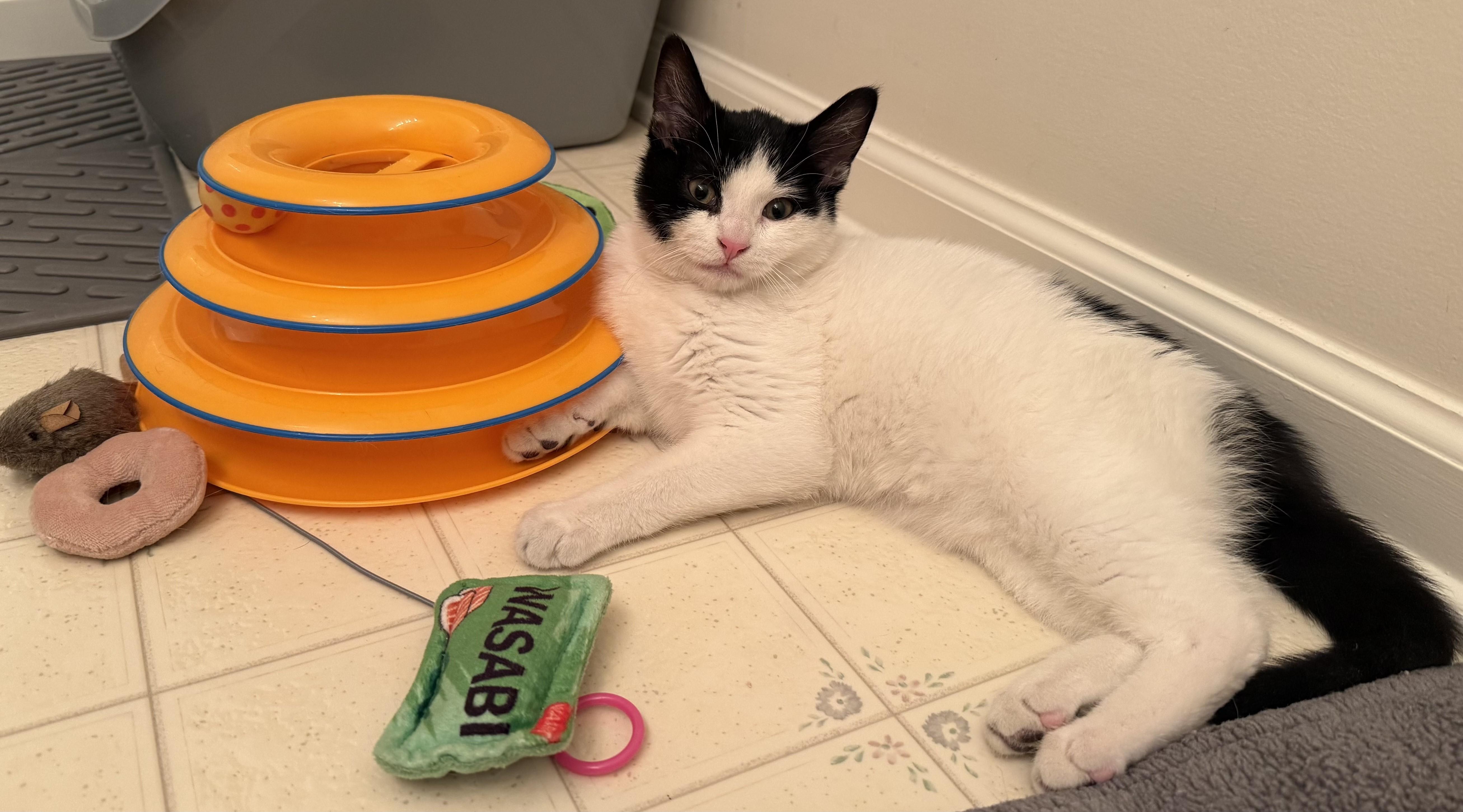 Enlarge Axel, a ADOPTABLE Domestic Short Hair in Ellicott City, MD image 4/6