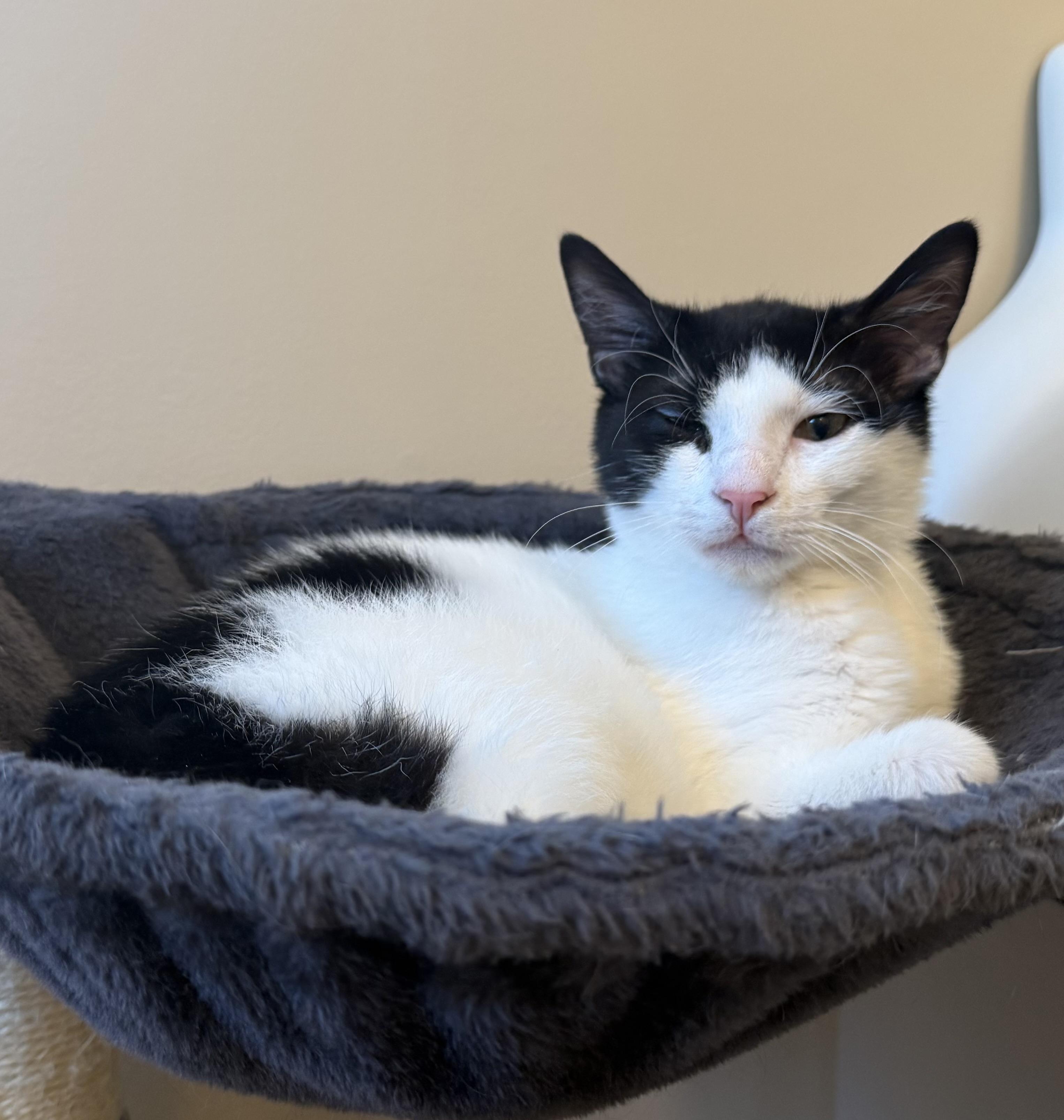 Axel & Dotz in foster care, ADOPTABLE, Kitten Male Domestic Short Hair.
