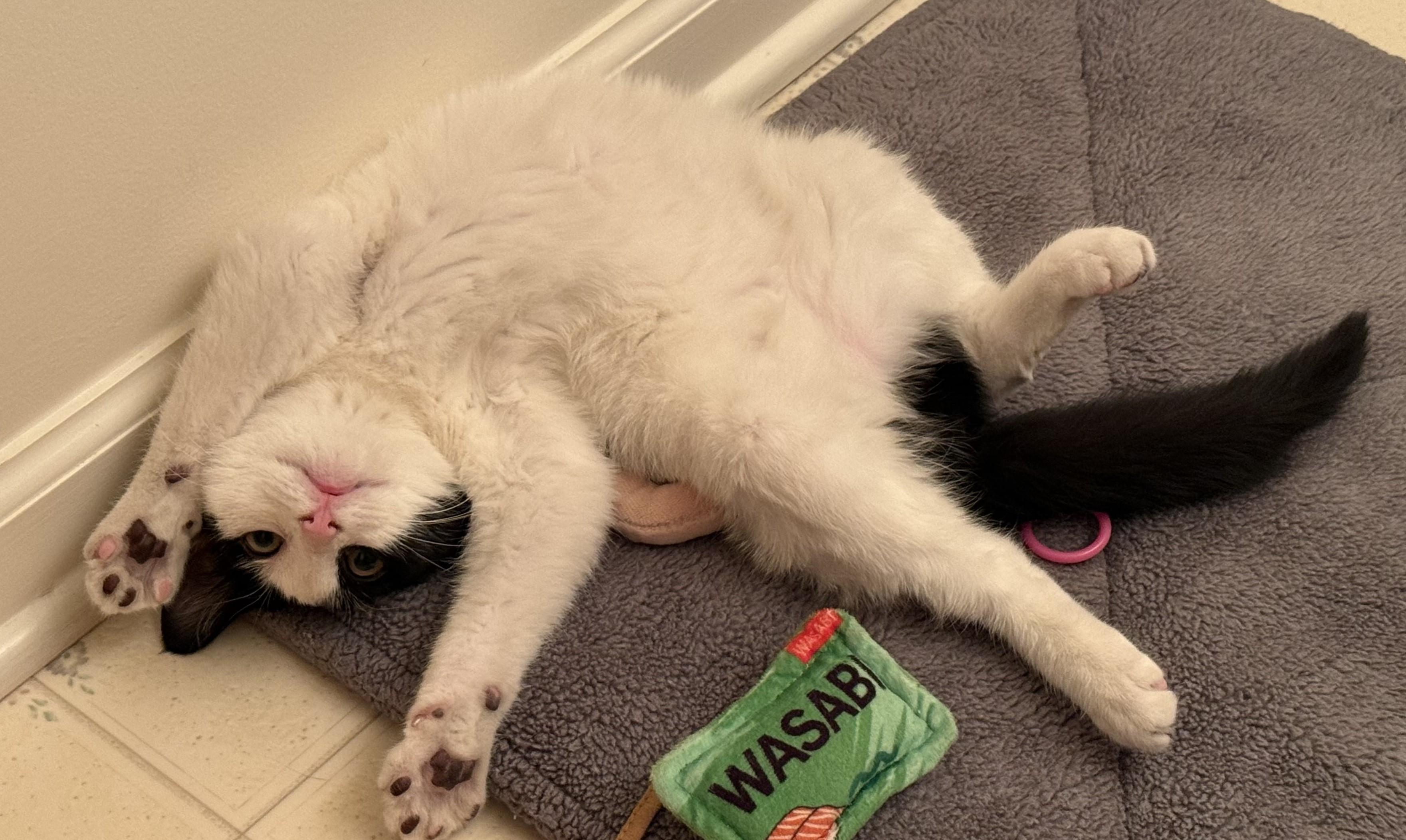 Enlarge Axel, a ADOPTABLE Domestic Short Hair in Ellicott City, MD image 2/6