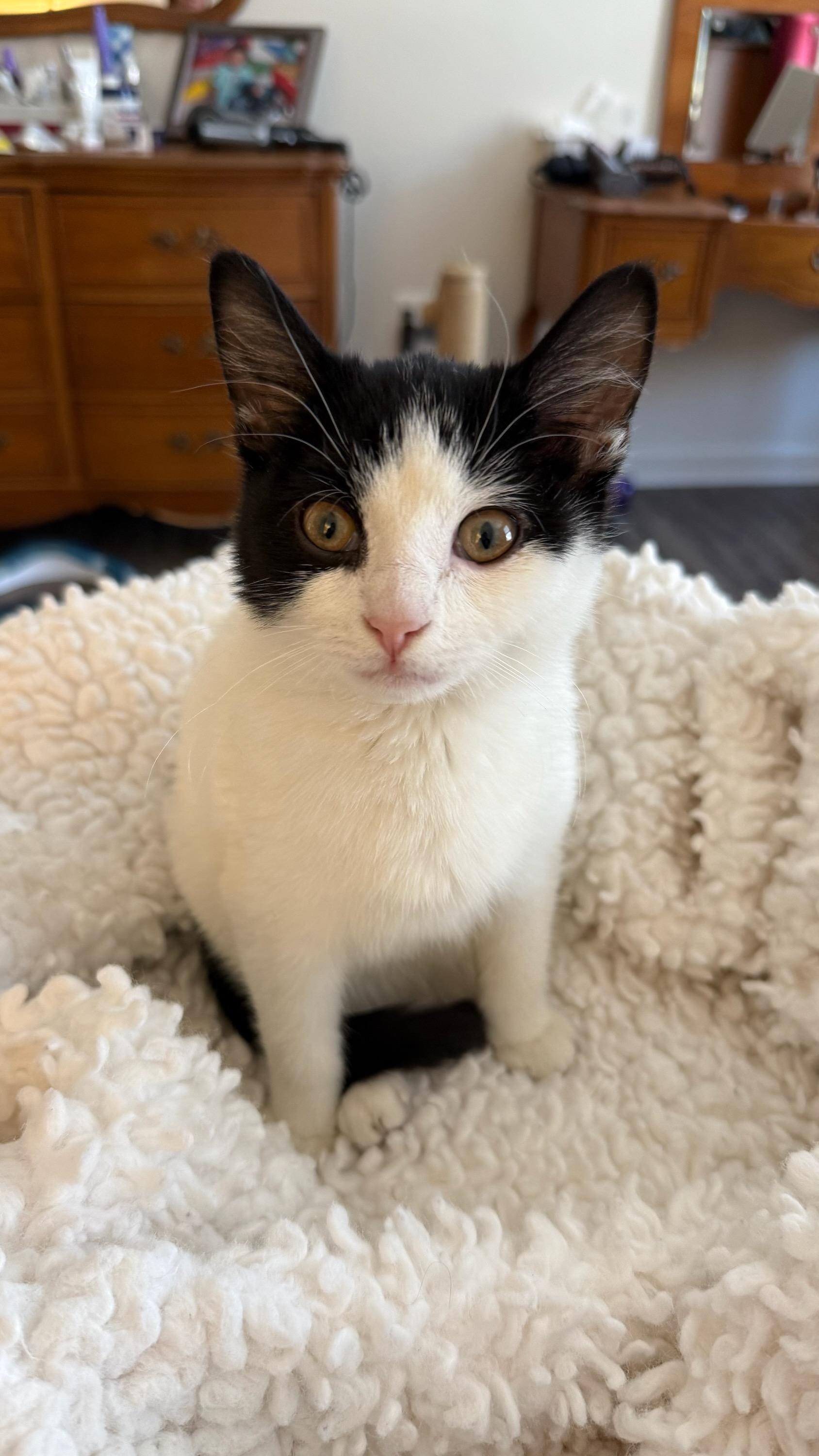 Axel, ADOPTABLE, Kitten Male Domestic Short Hair.