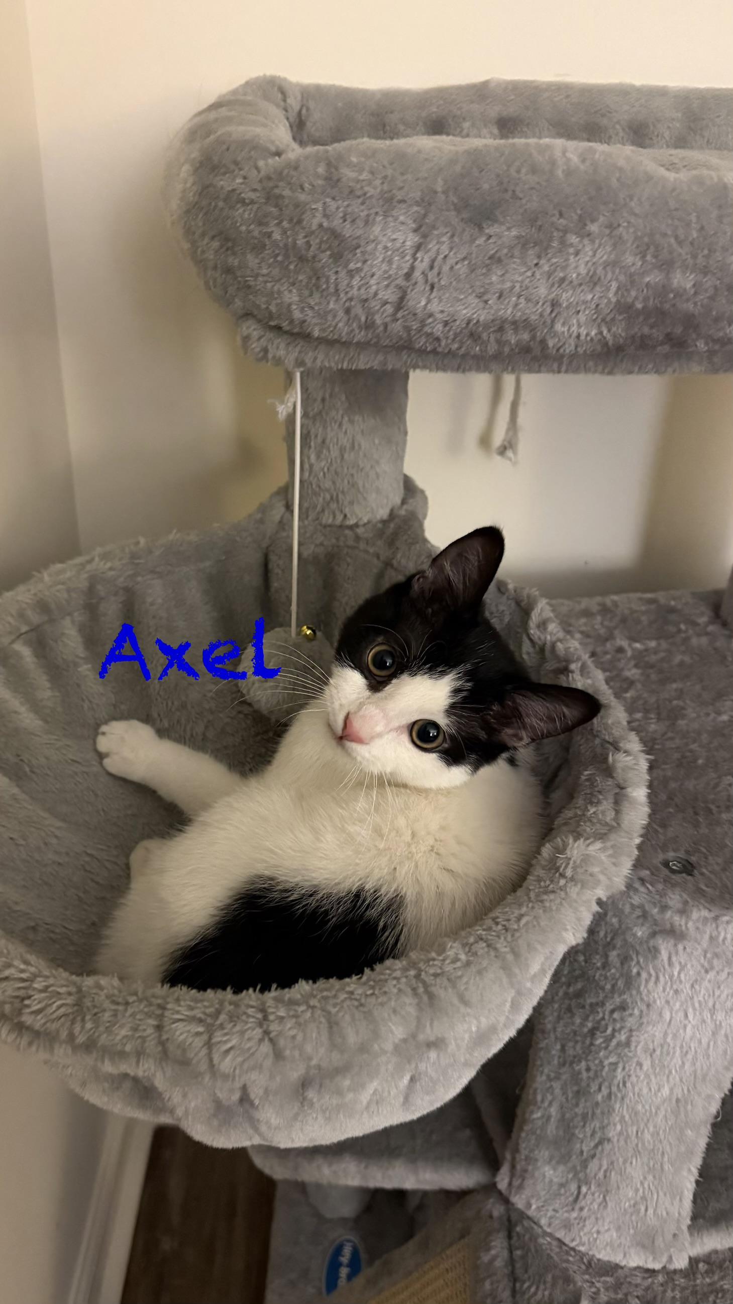 Enlarge Axel & Dotz in foster care, a ADOPTABLE Domestic Short Hair in Ellicott City, MD image 3/6