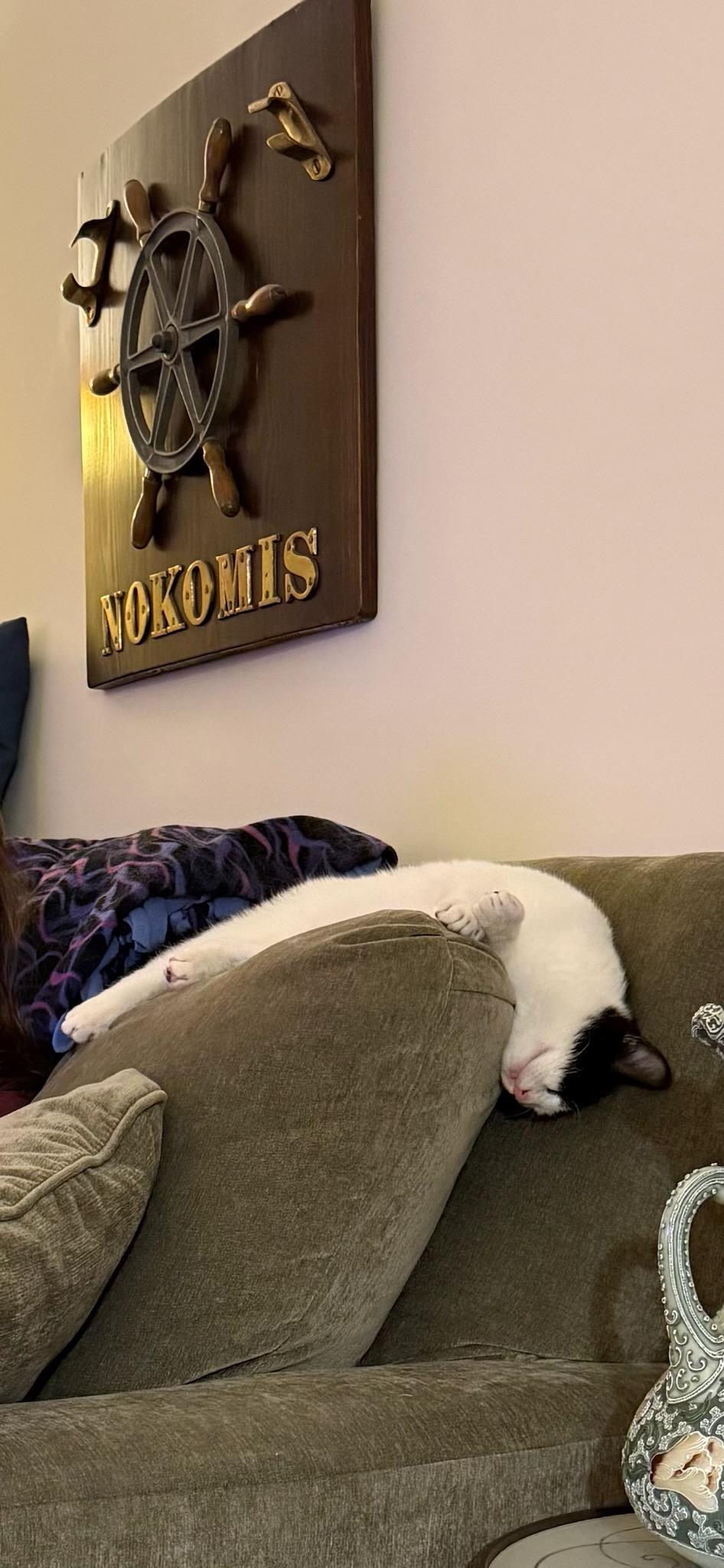 Enlarge Axel & Dotz in foster care, a ADOPTABLE Domestic Short Hair in Ellicott City, MD image 2/6