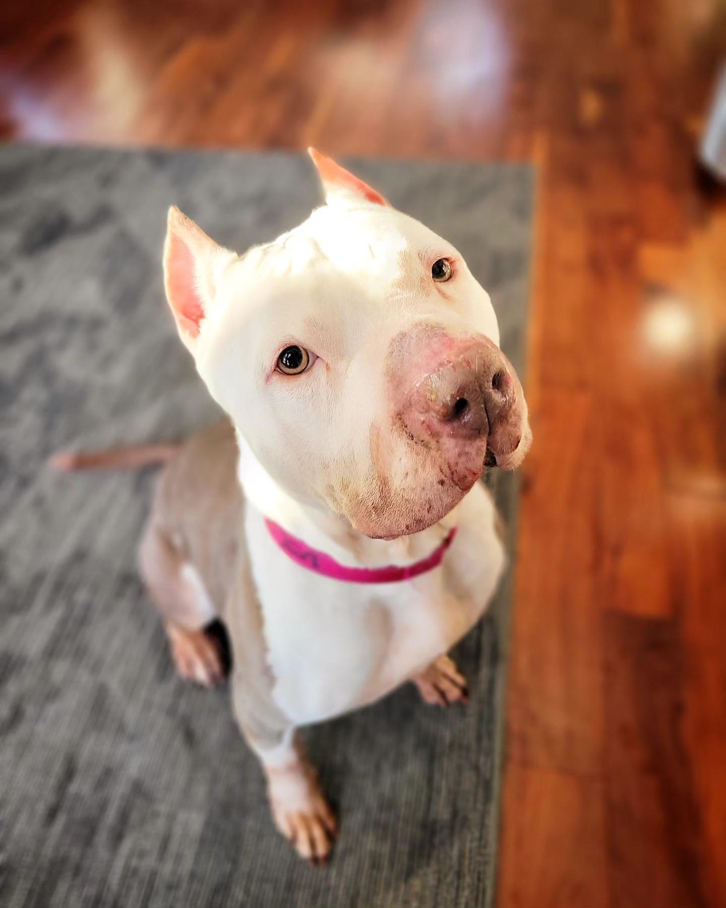 Dolly, Adopted, Adult Female American Bully.