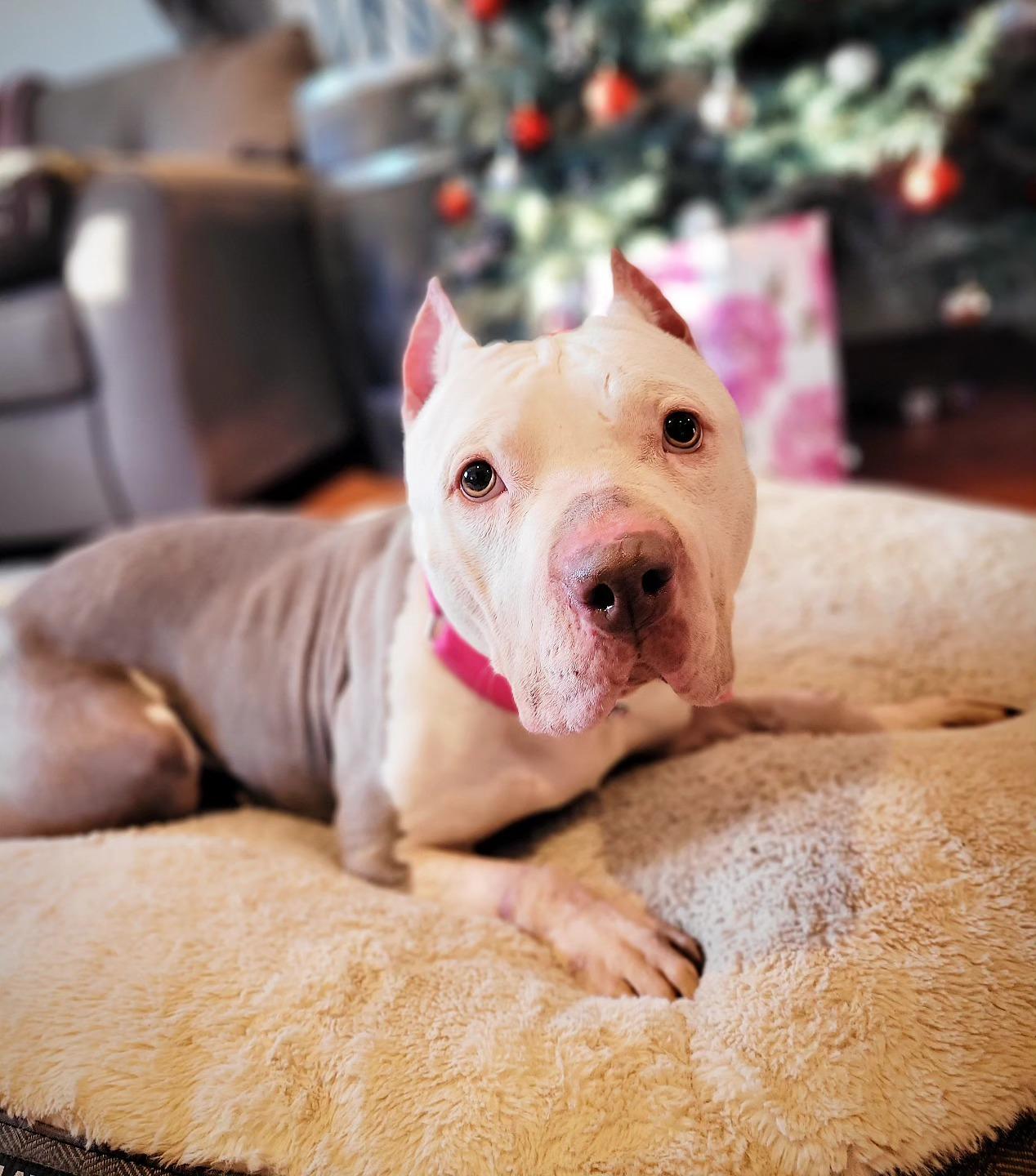 Dolly, Adopted, Adult Female American Bully.