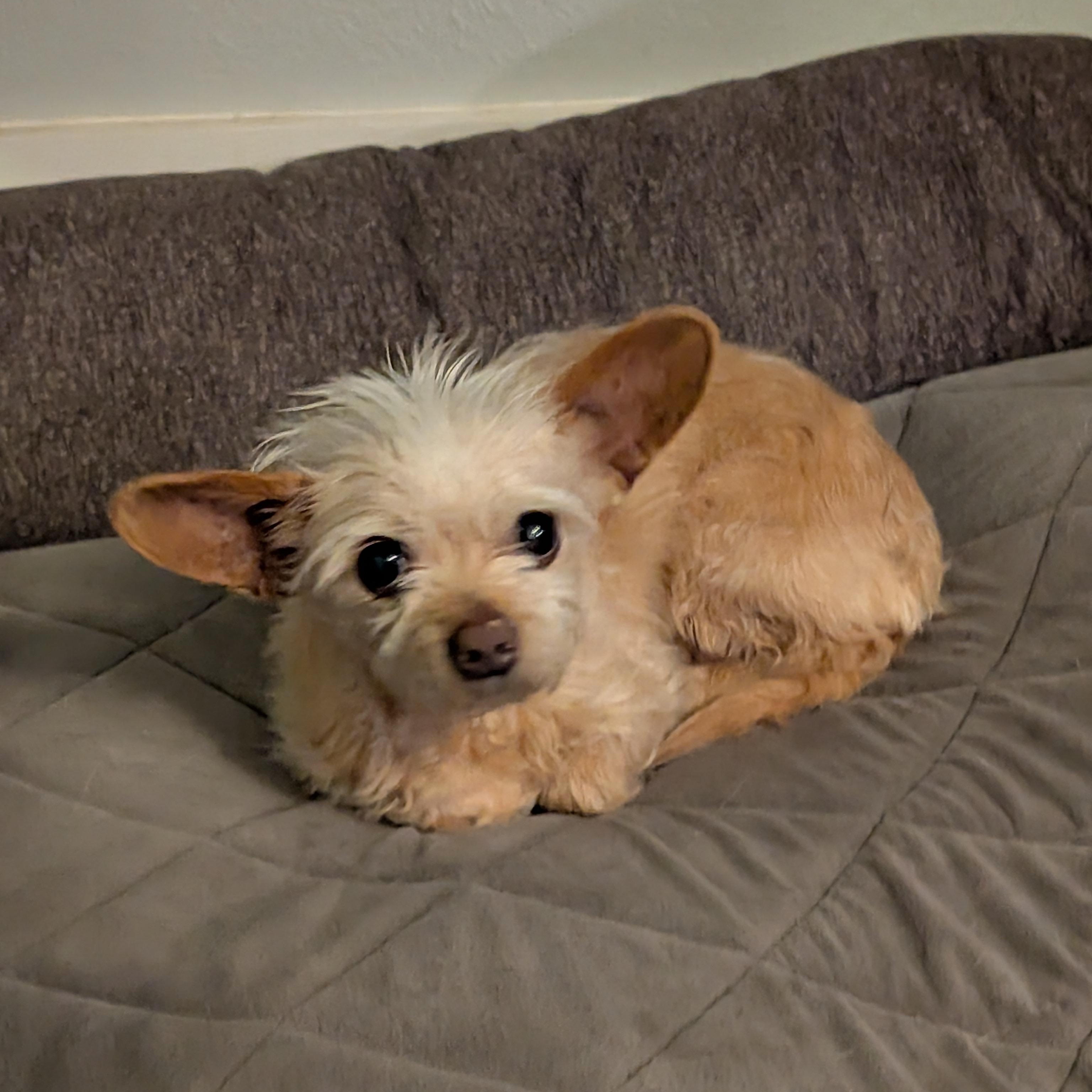 Enlarge Carrie, a ADOPTABLE mixed breed in Baton Rouge, LA image 4/4