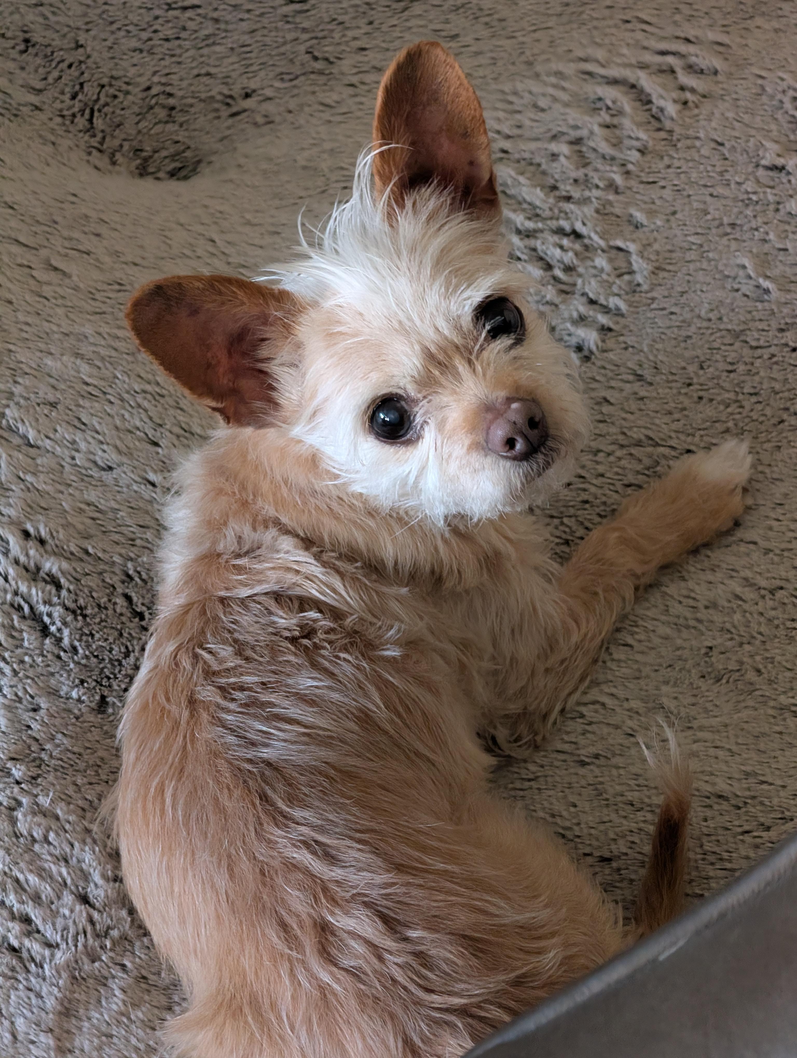 Enlarge Carrie, a ADOPTABLE mixed breed in Baton Rouge, LA image 2/4