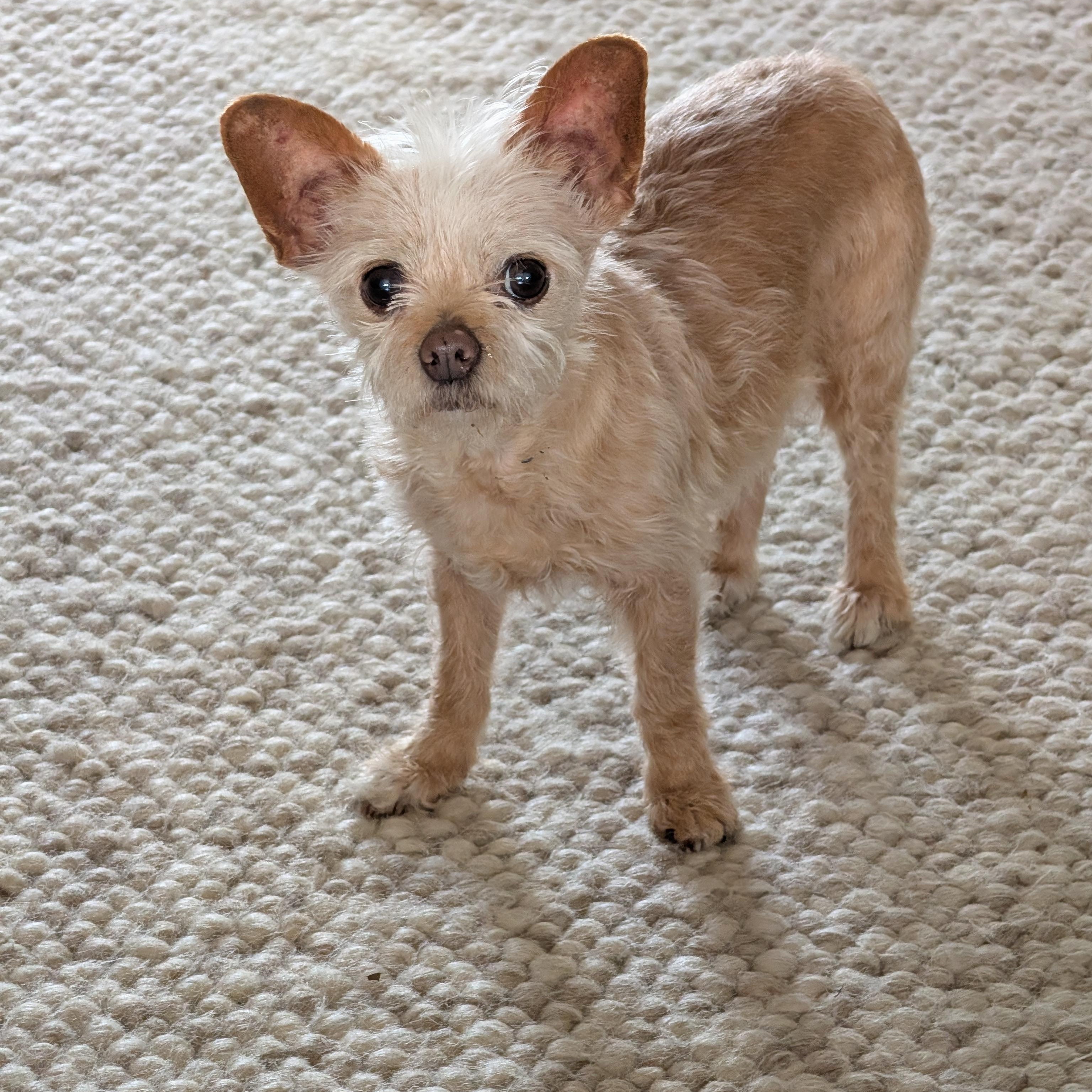 Carrie, ADOPTABLE, Senior Female Wirehaired Dachshund & Chihuahua.