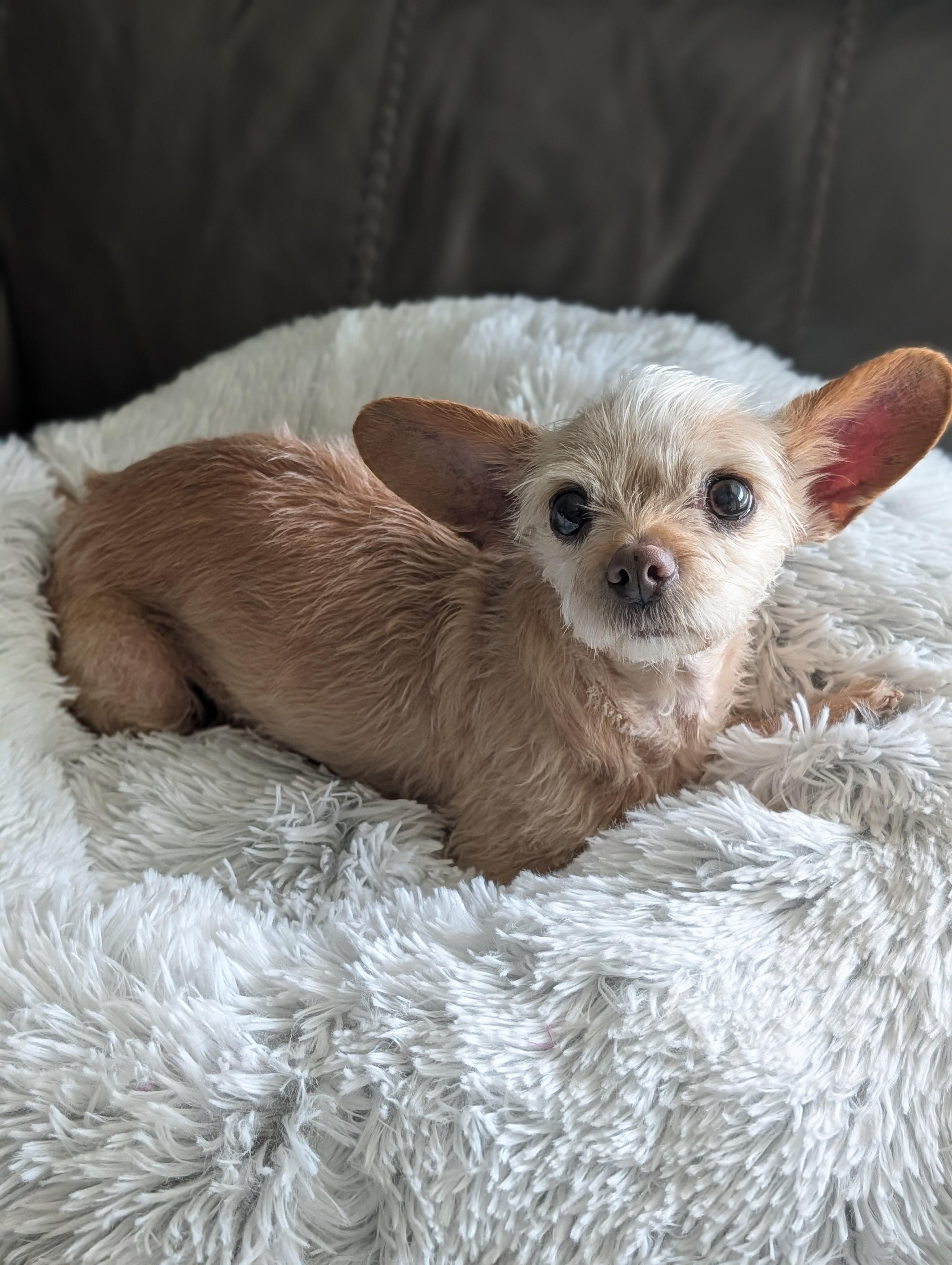 Enlarge Carrie, a ADOPTABLE mixed breed in Baton Rouge, LA image 3/4