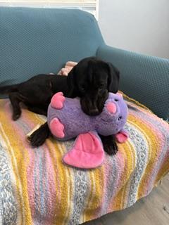 Enlarge Merle, a Adoptable Labrador Retriever in Arlington, TN image 2/5